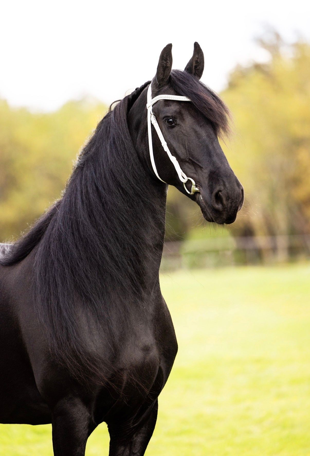 fries merrie 9 ans à vendre - Photo 2