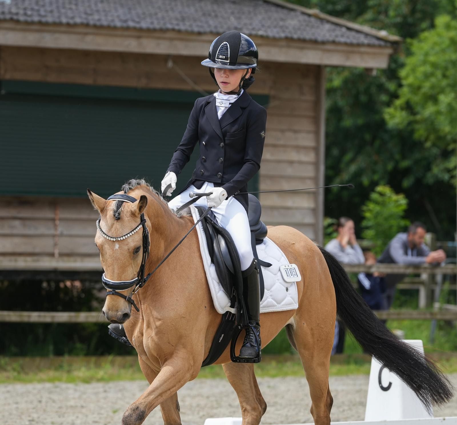 Golden D pony for sale