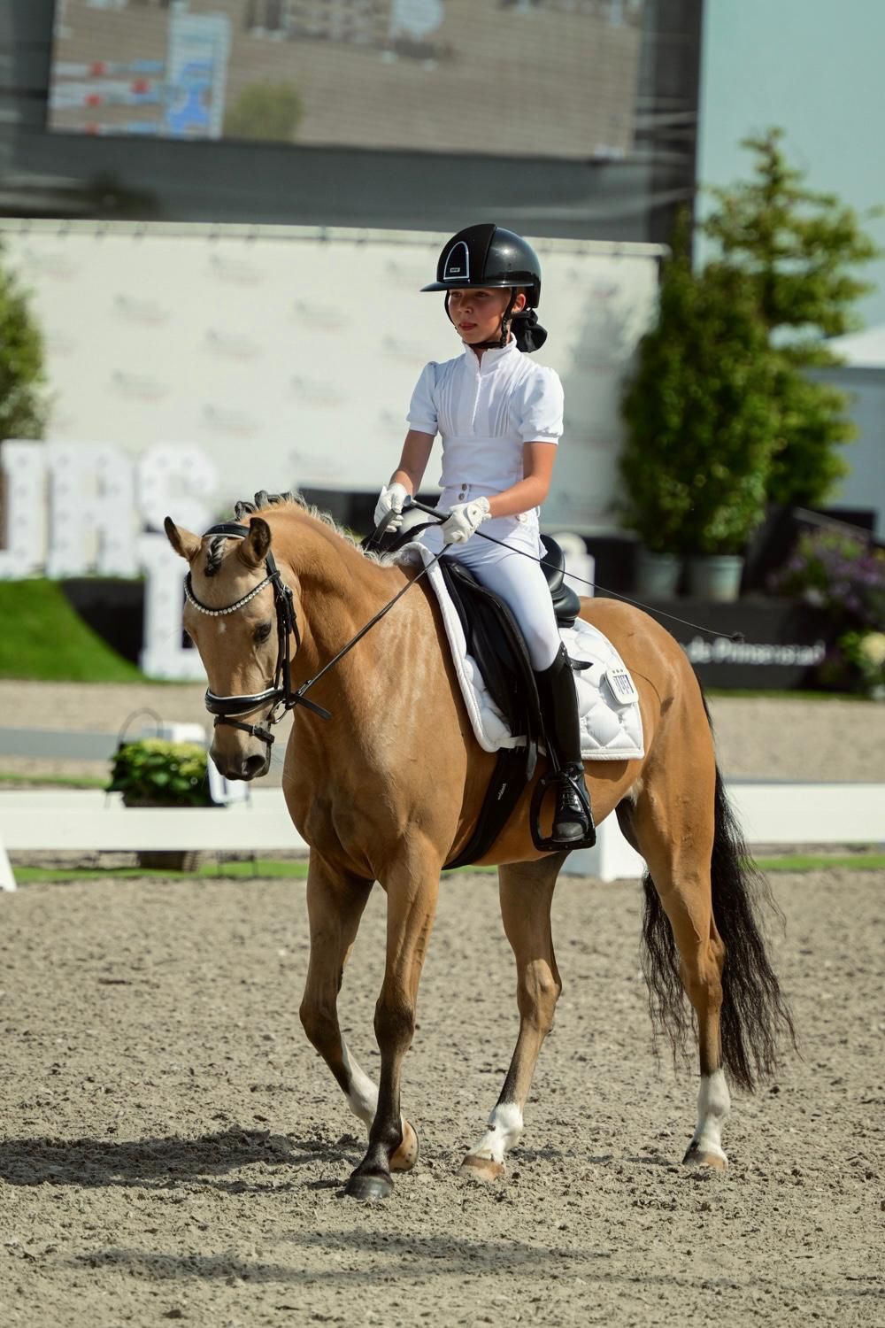 nrps dressuurpony ruin 4 years old andere-kleur for sale - Photo 2