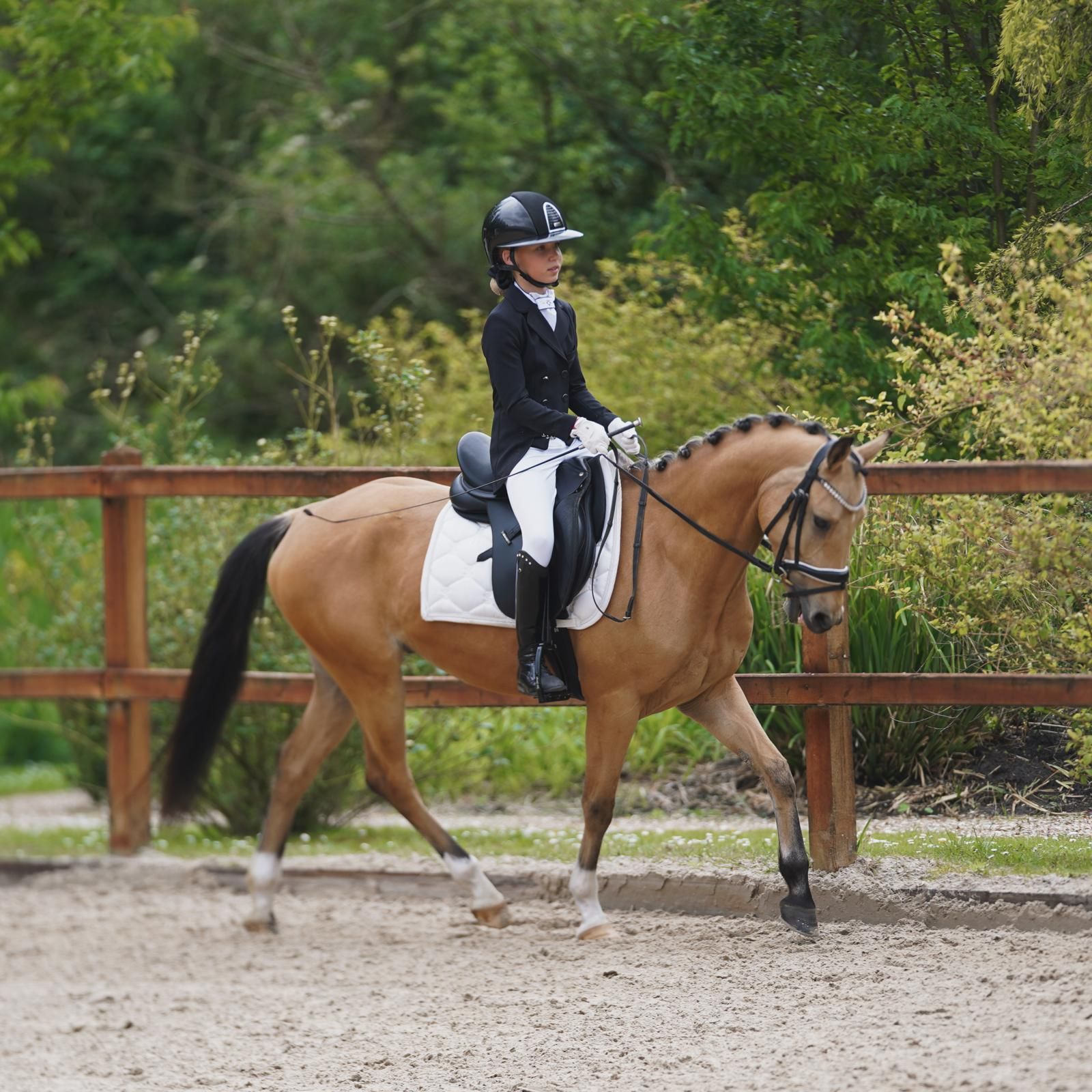 nrps dressuurpony ruin 4 years old andere-kleur for sale - Photo 3