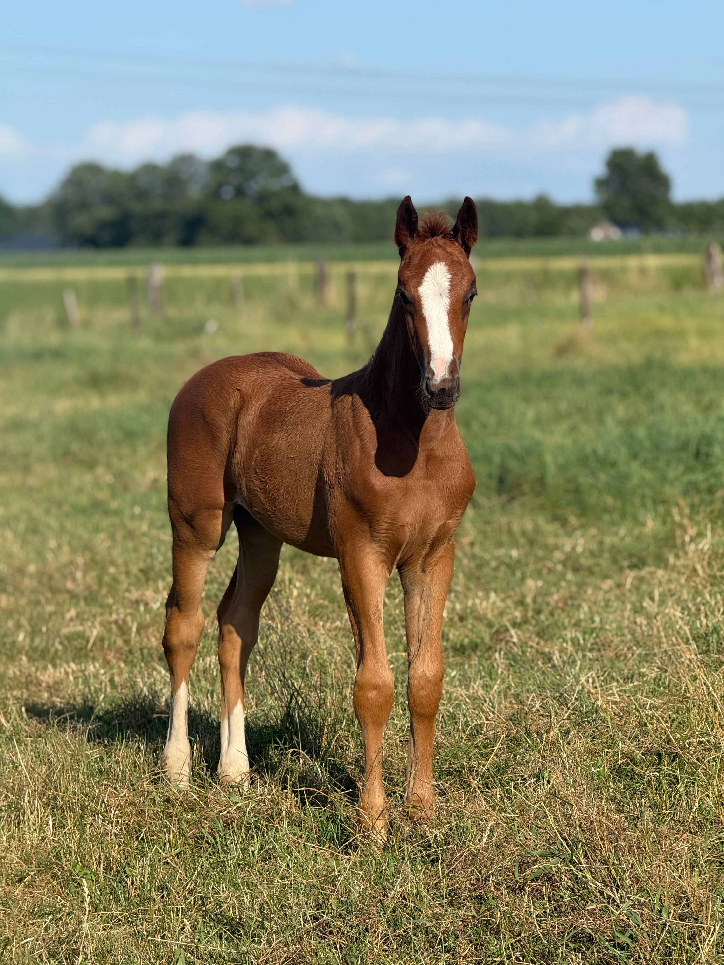 kwpn dressuurpaard hengst 0 år vos till salu - Foto 2