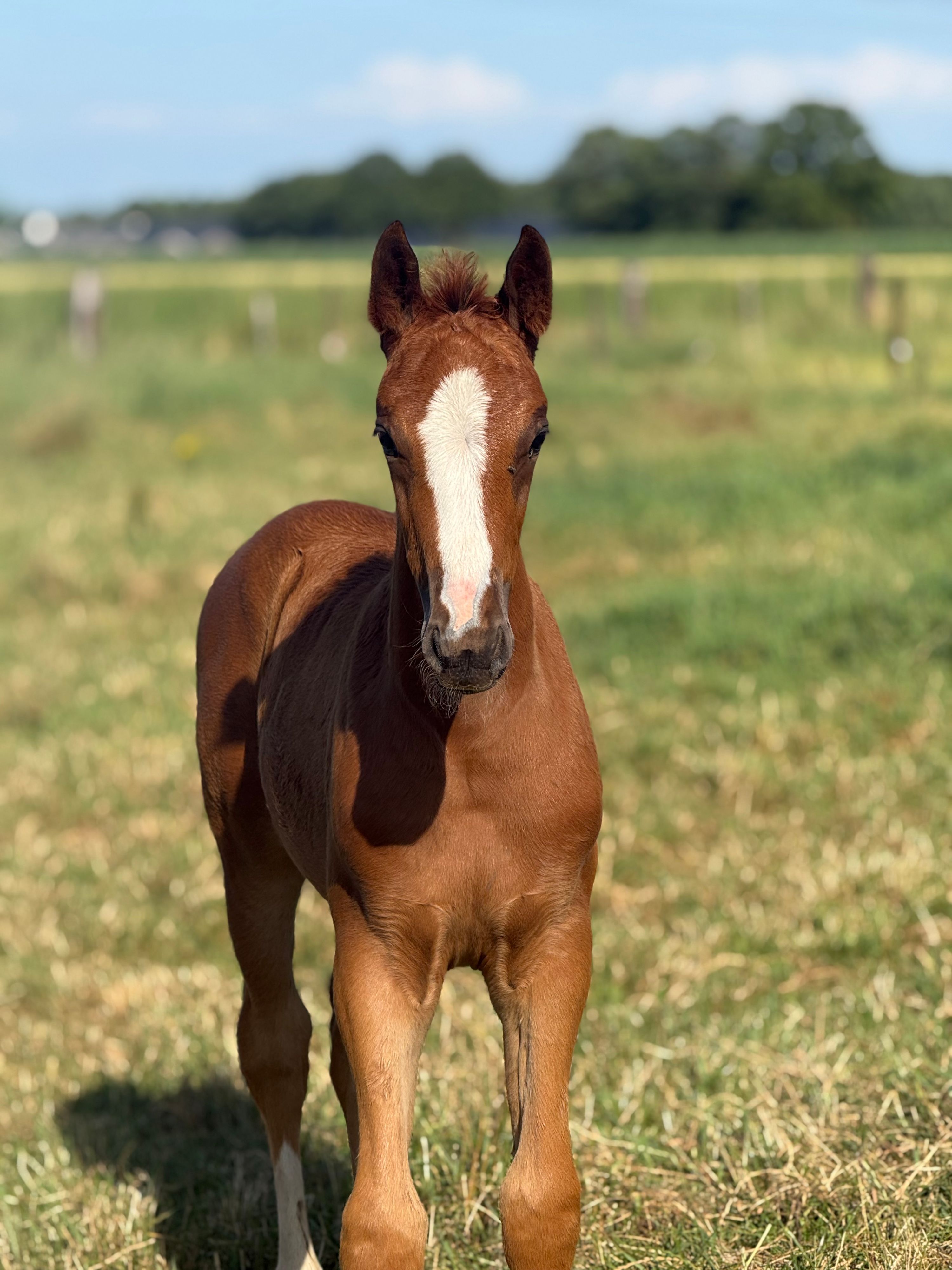 kwpn dressuurpaard hengst 0 år vos till salu - Foto 3