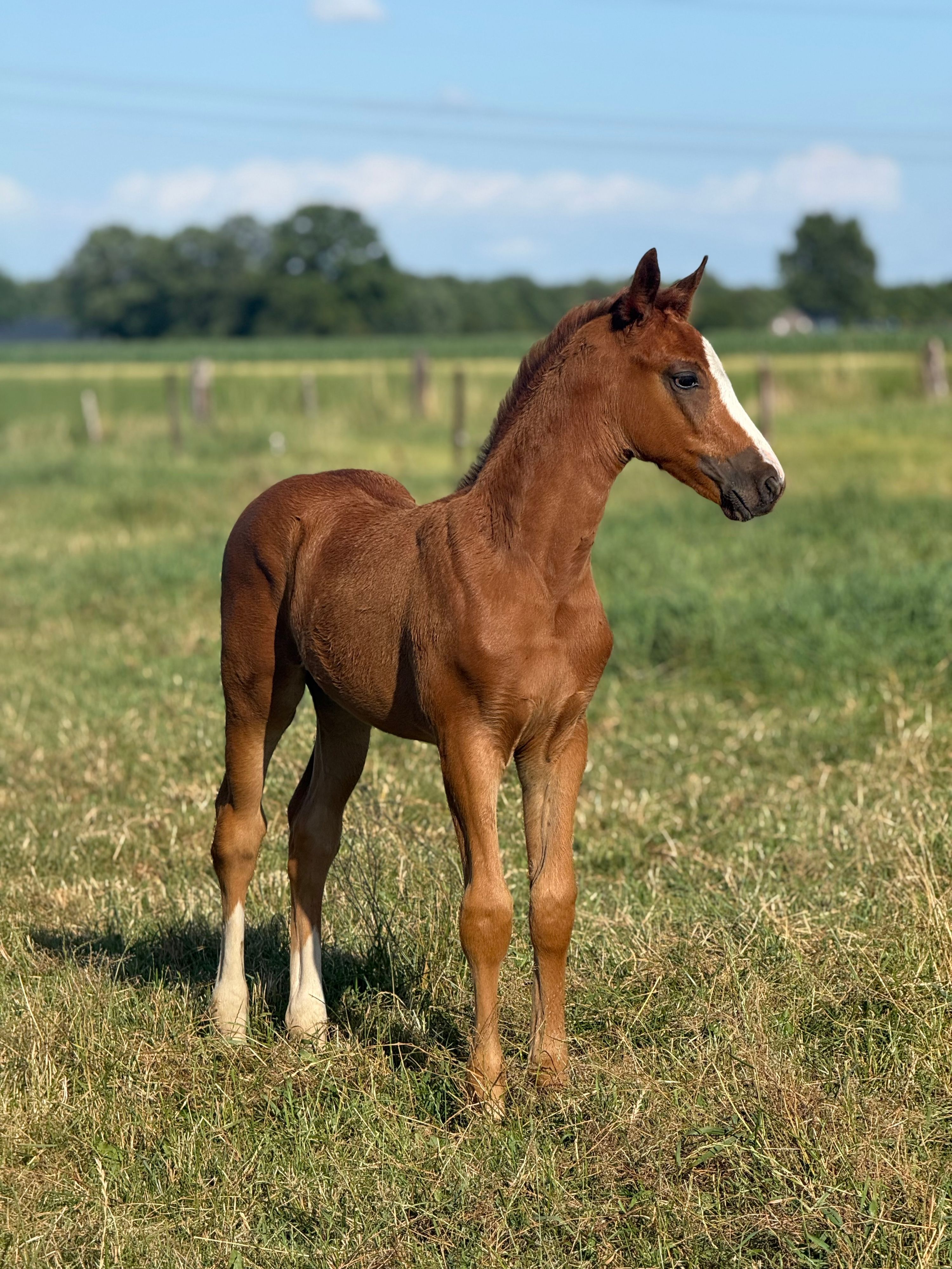 Hengstfohlen – Federer x Jazz (Elite IBOP Sport (dr)