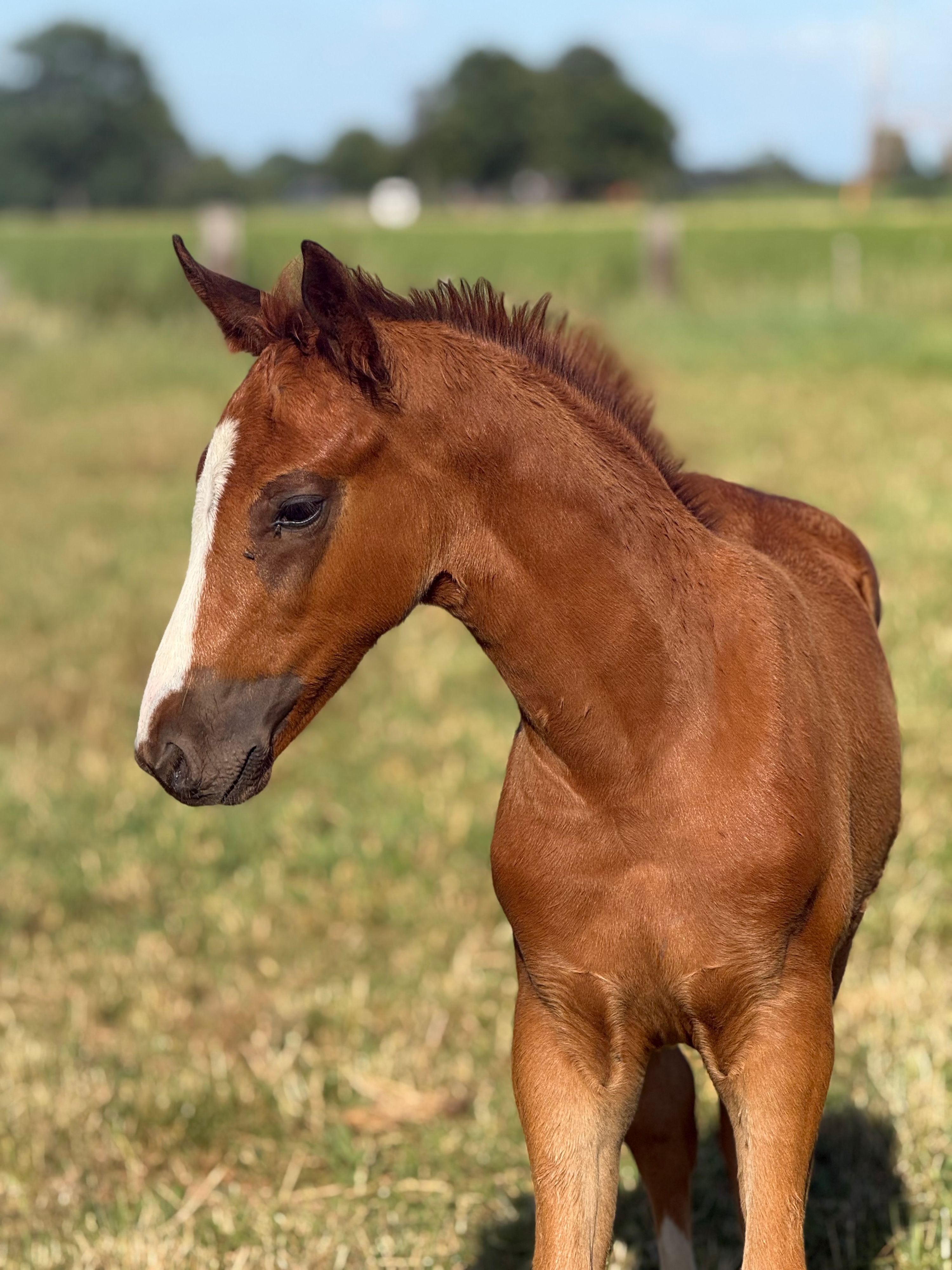 kwpn dressuurpaard hengst 0 år vos till salu - Foto 4