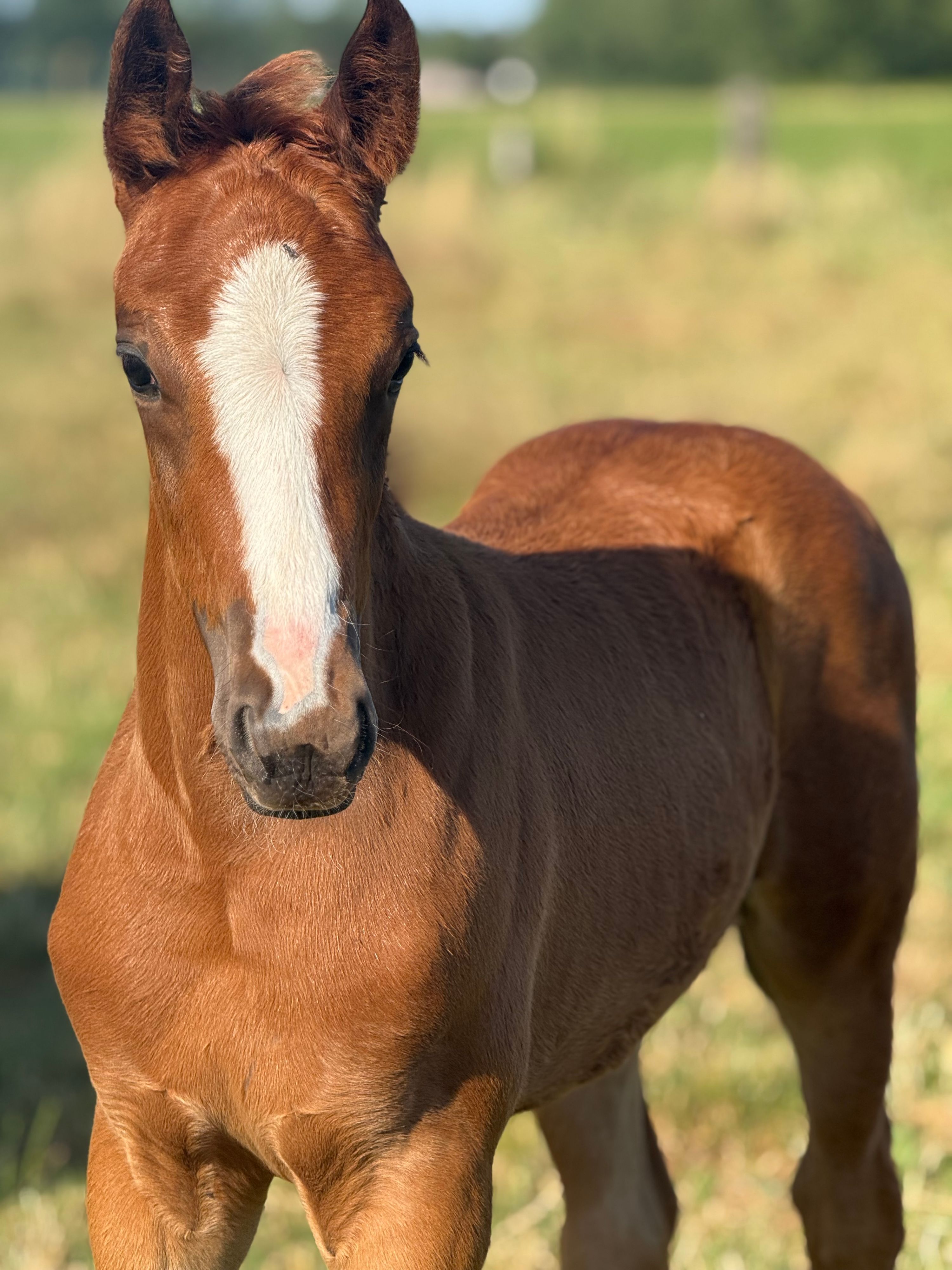 kwpn dressuurpaard hengst 0 år vos till salu - Foto 6