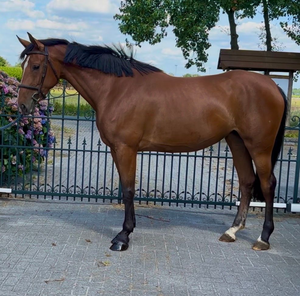Chic 4-year-old Mare