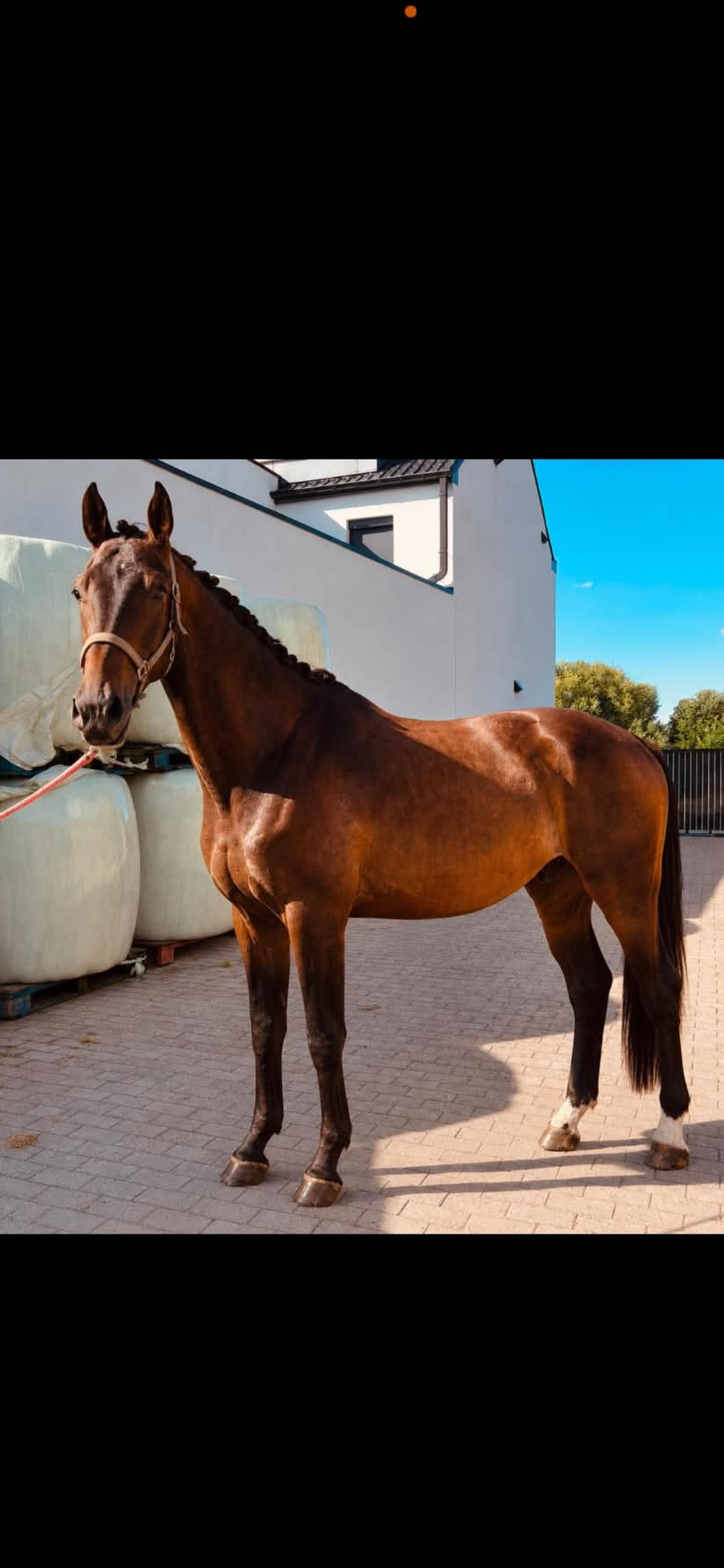 3-year-old for sale