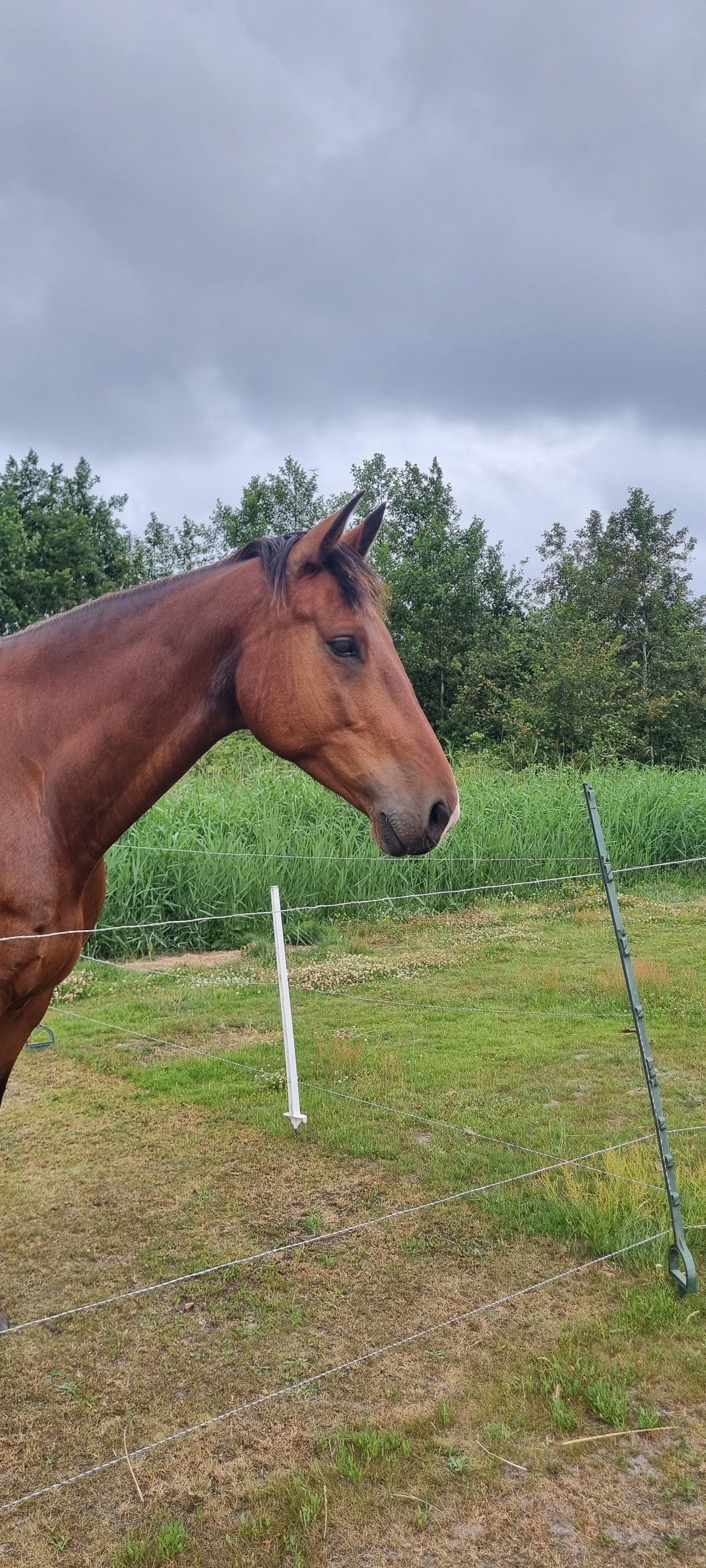 7-year-old gelding Kwpn Van Gogh x Montreux x Hemmingway