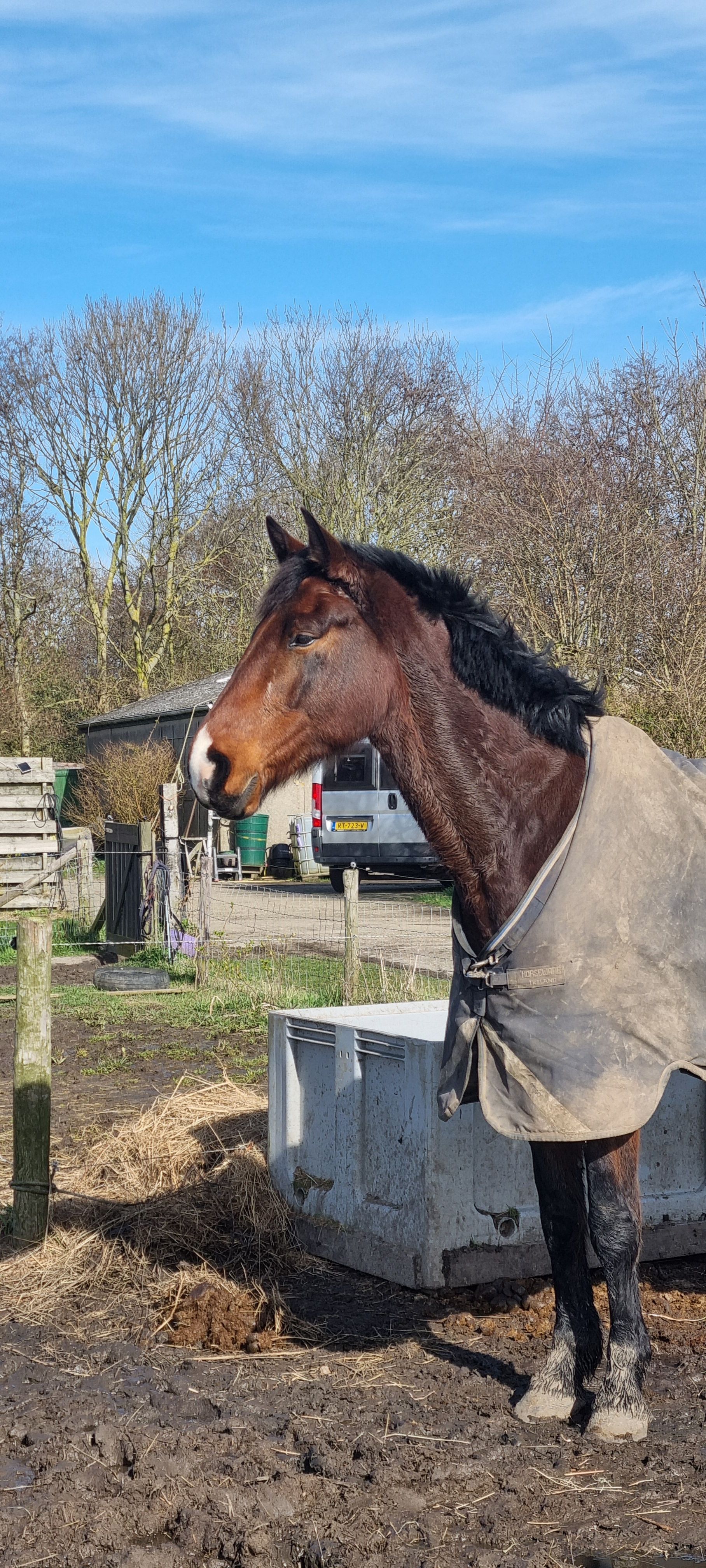 kwpn allrounder ruin 7 years old bruin for sale - Photo 3