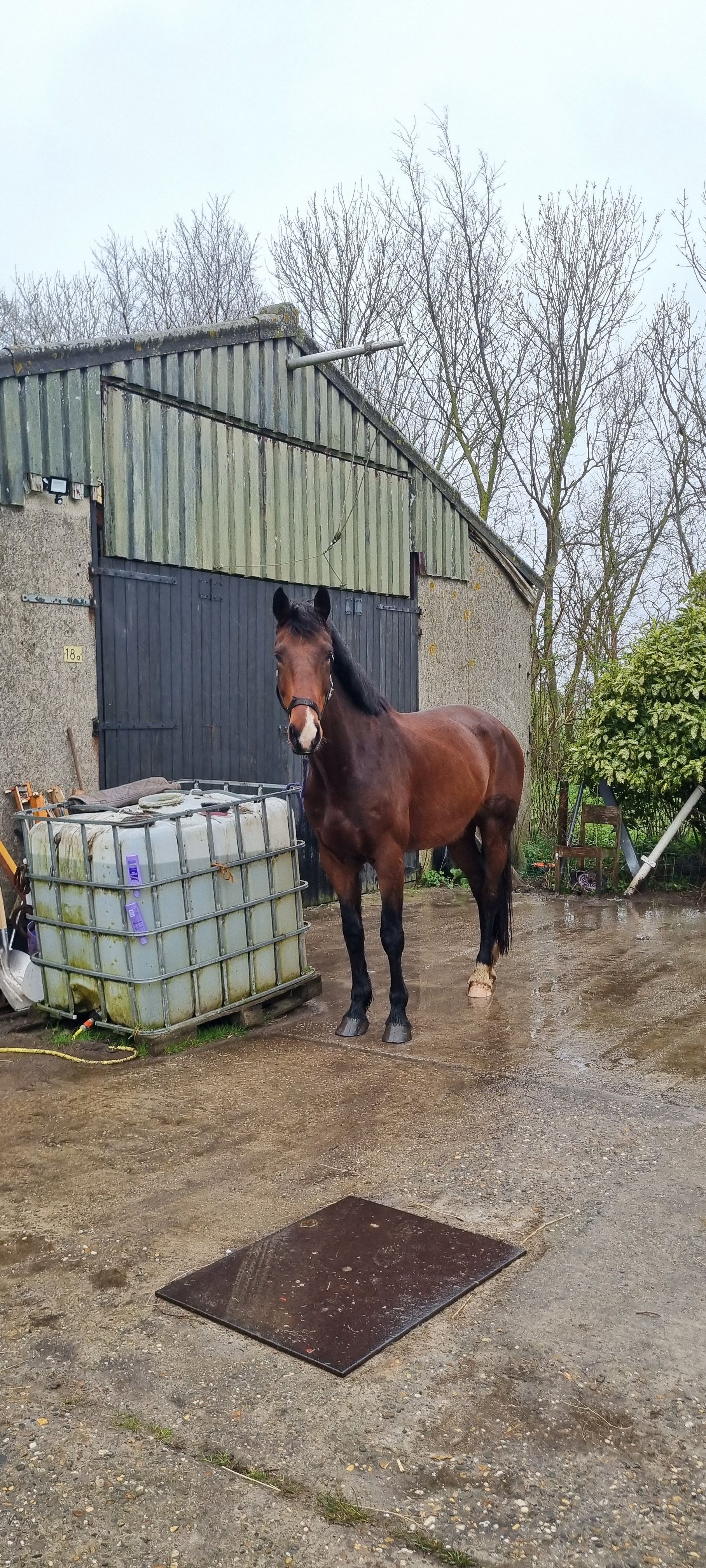 kwpn allrounder ruin 7 years old bruin for sale - Photo 2