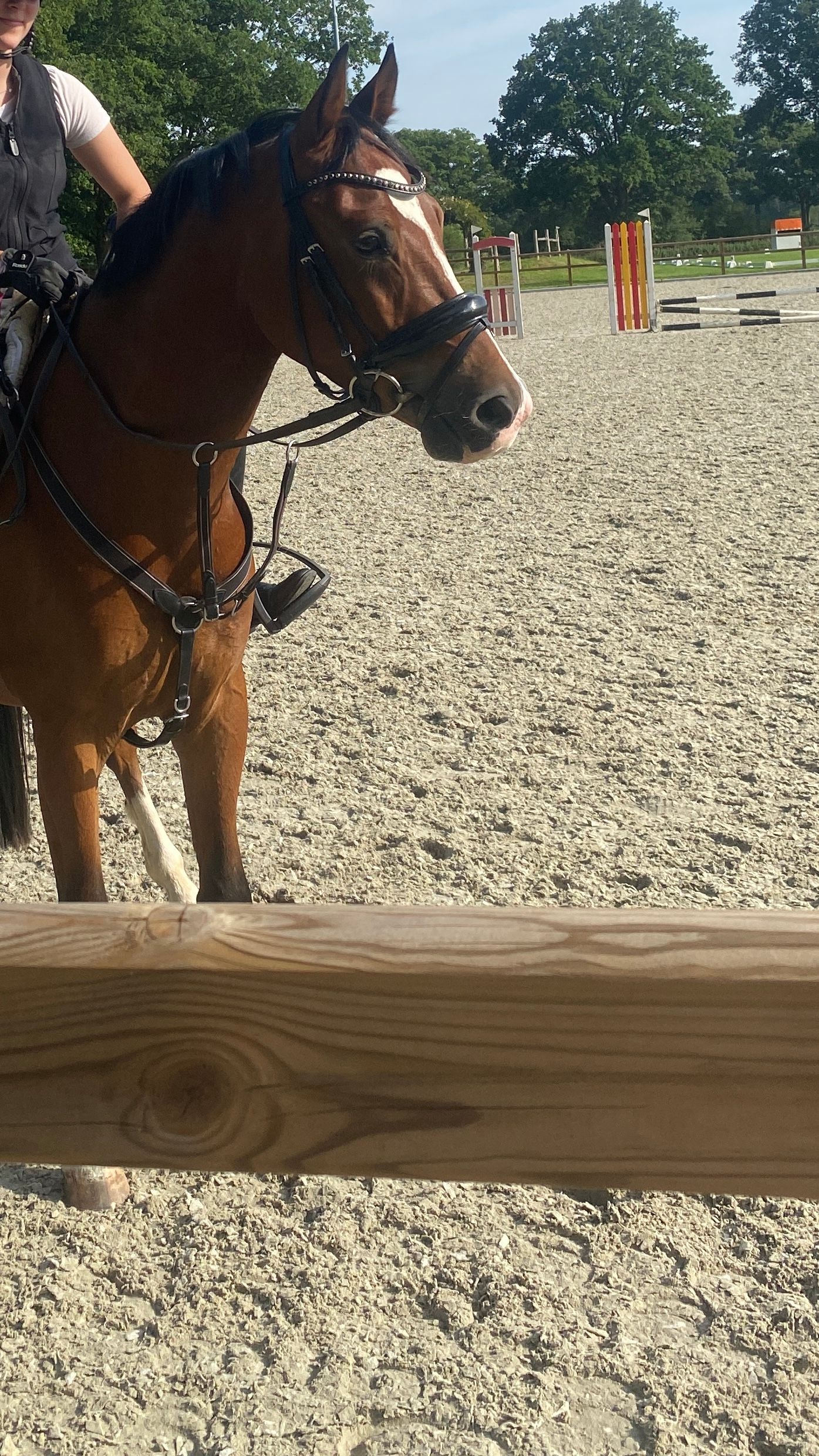 nrps dressuurpony ruin 5 jaar bruin te koop - Foto 4