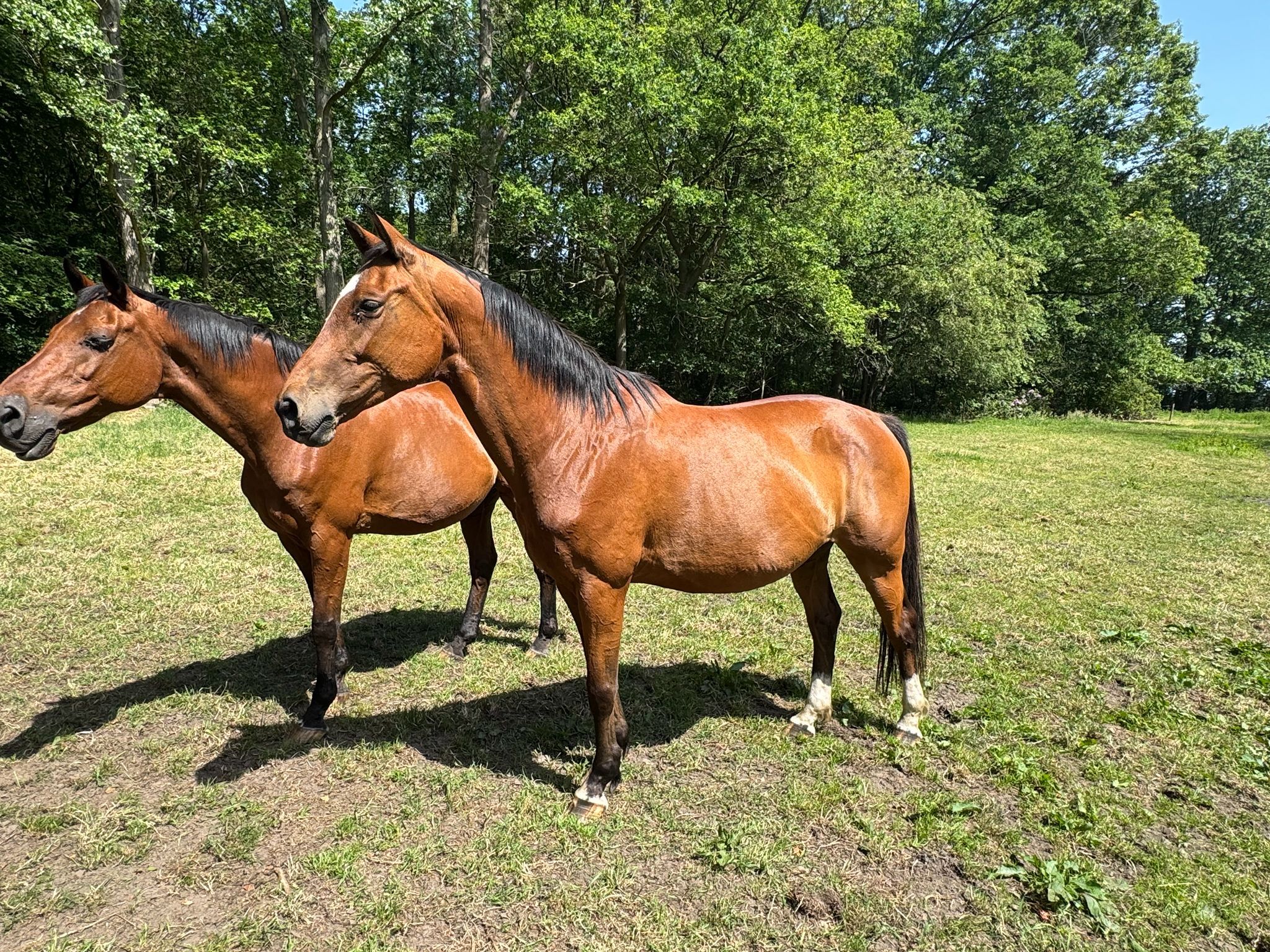 Pebbles, drachtige fokmerrie (Hunter’s Scendro x Nabab de Reve x Thunder vd Zuuthoeve x Heartbreaker x Landetto)