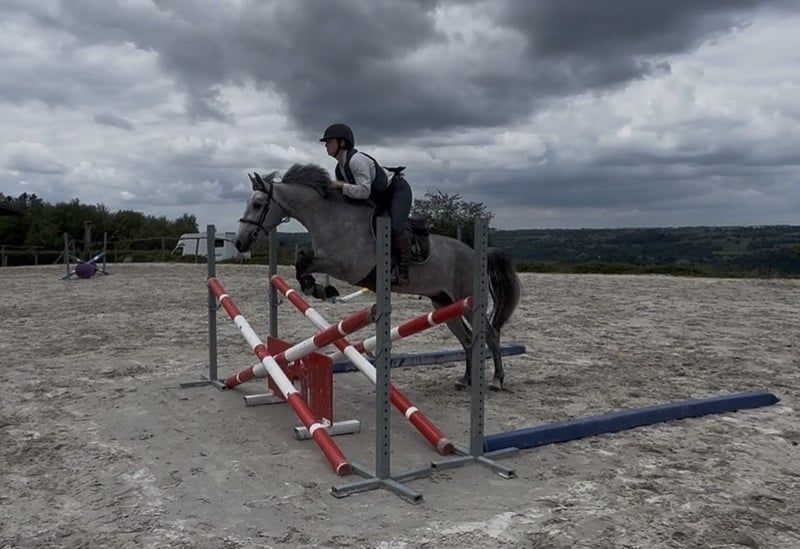 connemara springpony ruin 4 ans schimmel à vendre - Photo 3