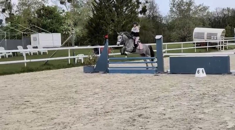 connemara springpony ruin 4 ans schimmel à vendre - Photo 4