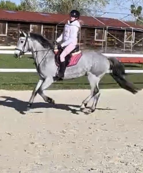 connemara springpony ruin 4 ans schimmel à vendre - Photo 6