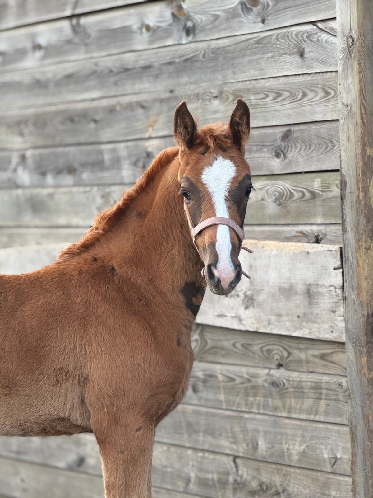 KWPN dressuurpaard Merrie 0 jaar Donkerbruin te koop - Foto 2