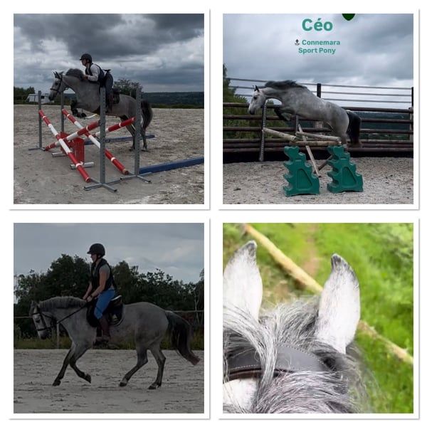 Sport Pony Connemara D size 2022