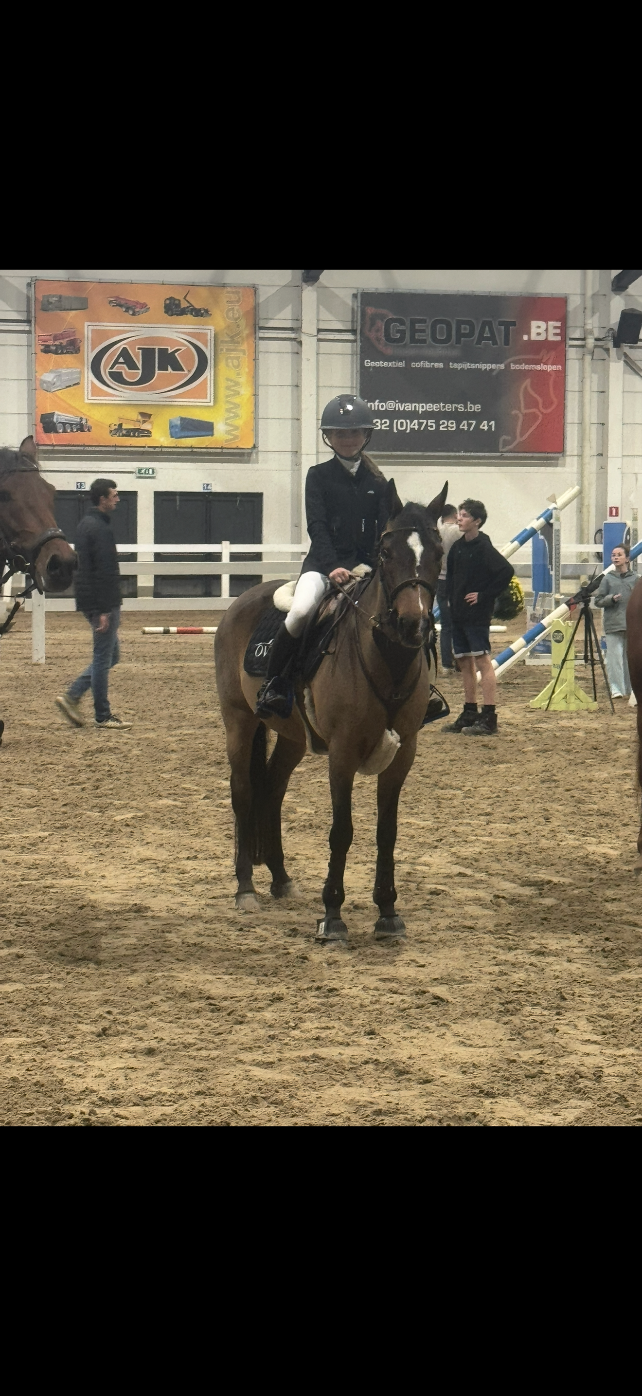 springpony merrie 22 years old donkerbruin for sale - Photo 6