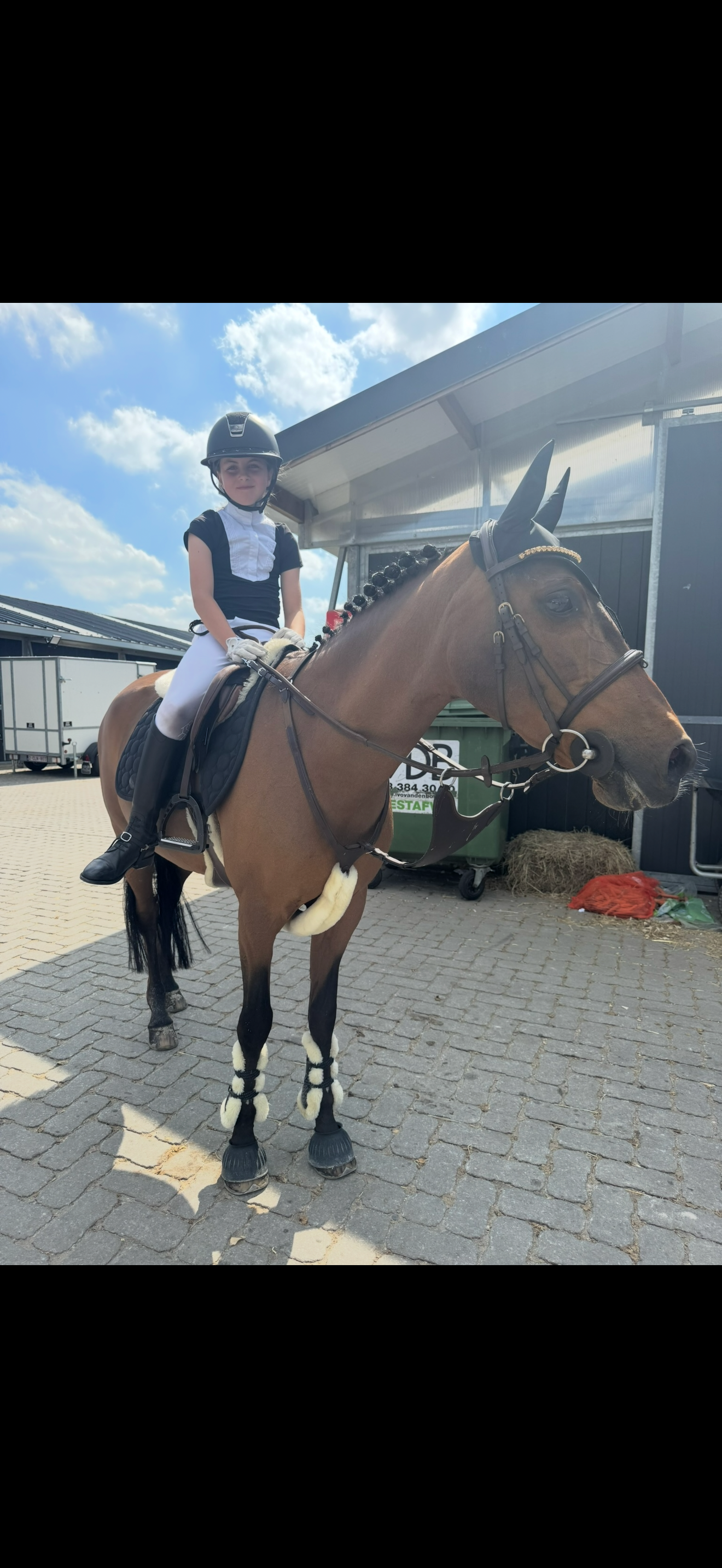 springpony merrie 22 years old donkerbruin for sale - Photo 3