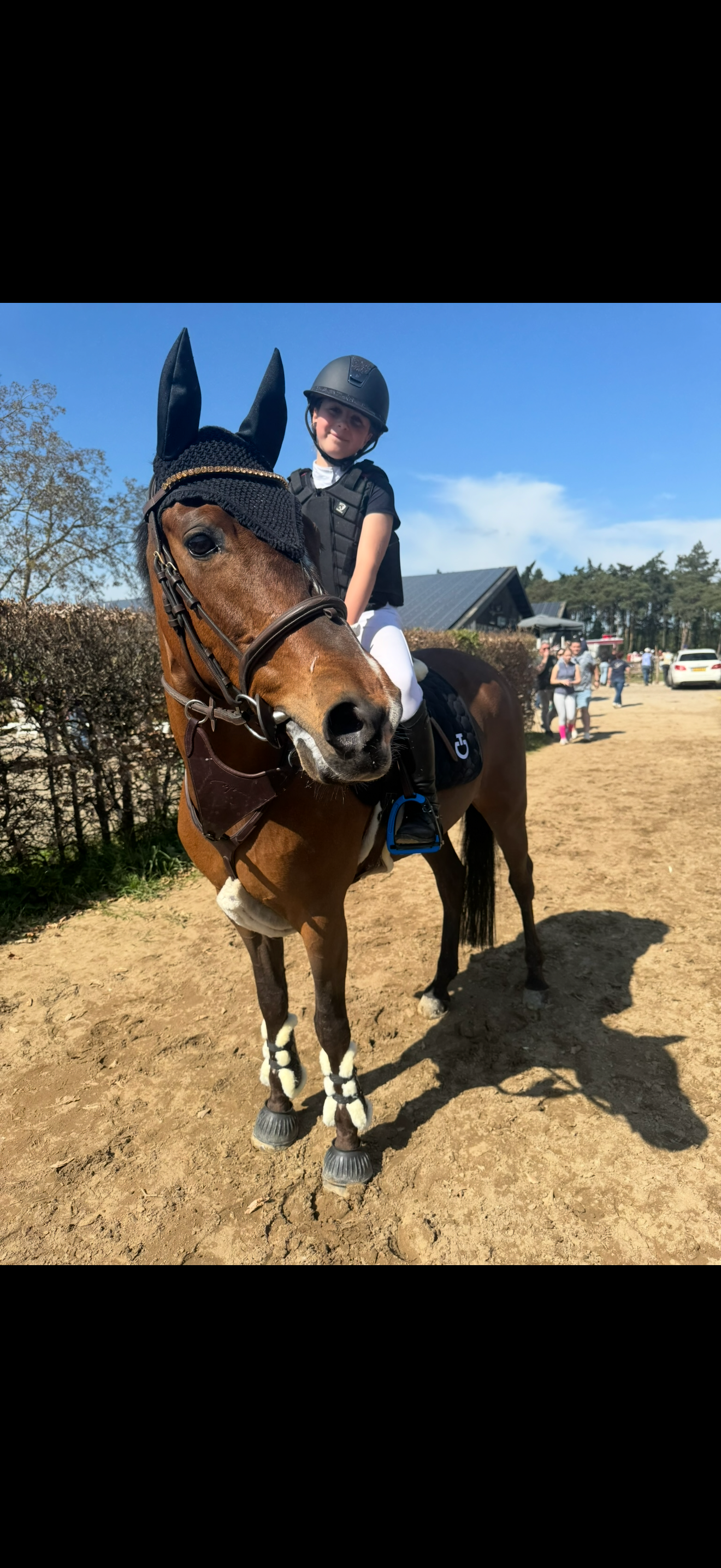 springpony merrie 22 years old donkerbruin for sale - Photo 2