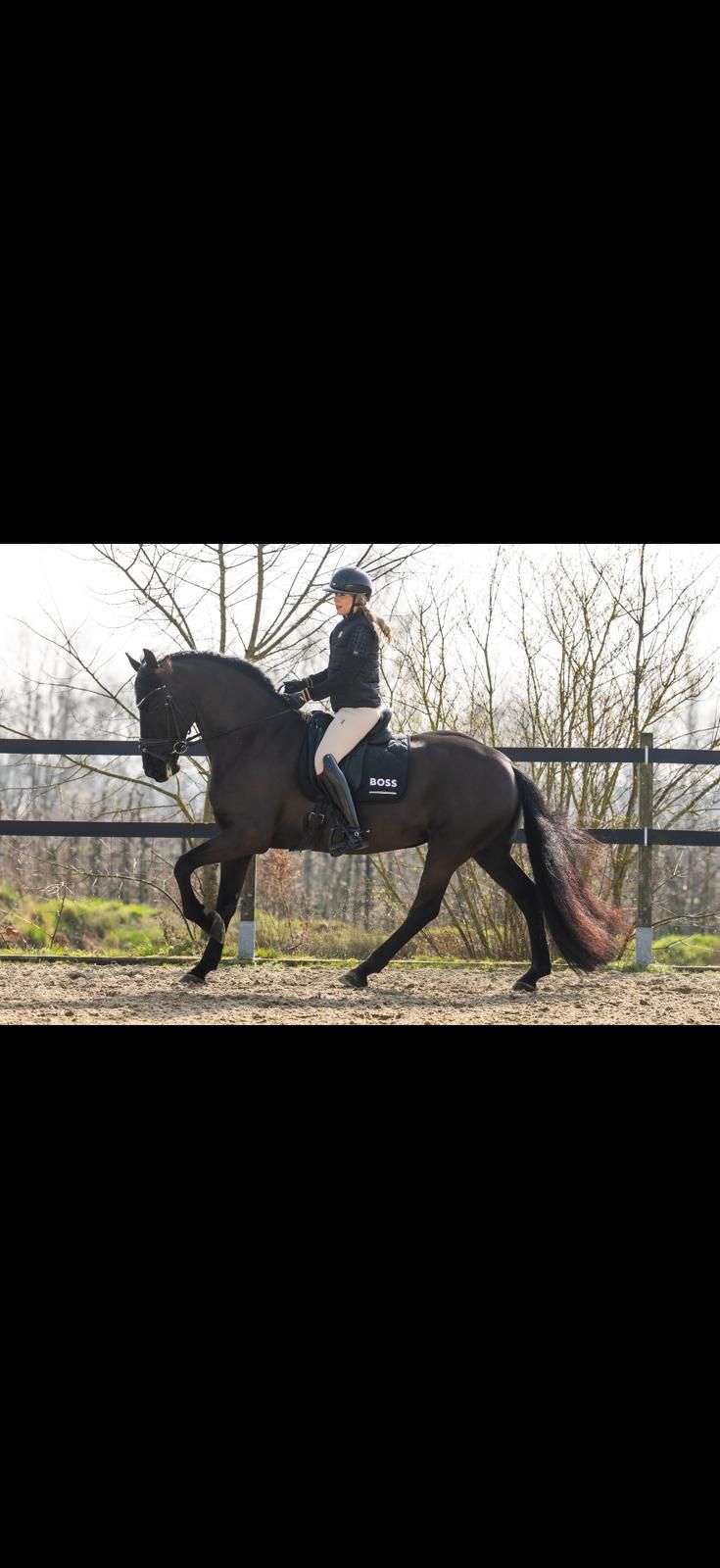 dressuurpaard merrie 6 ans zwart à vendre - Photo 2