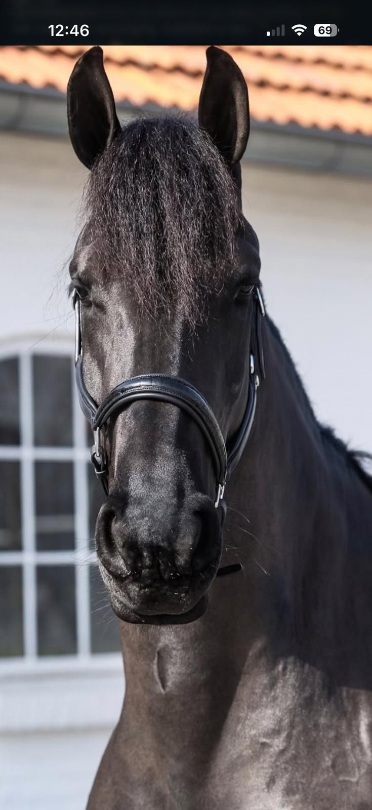 dressuurpaard merrie 6 ans zwart à vendre - Photo 3