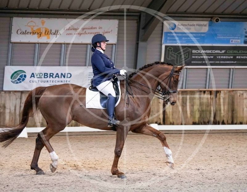 KWPN dressuurpaard ruin 1 rokov Zwart na predaj - Foto 2