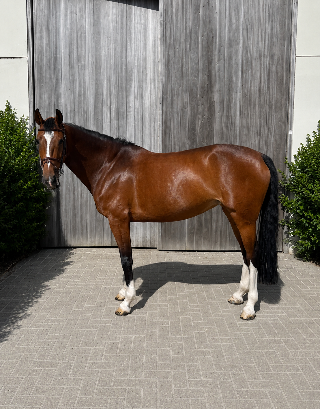 10-year-old BWP Mare for sale
