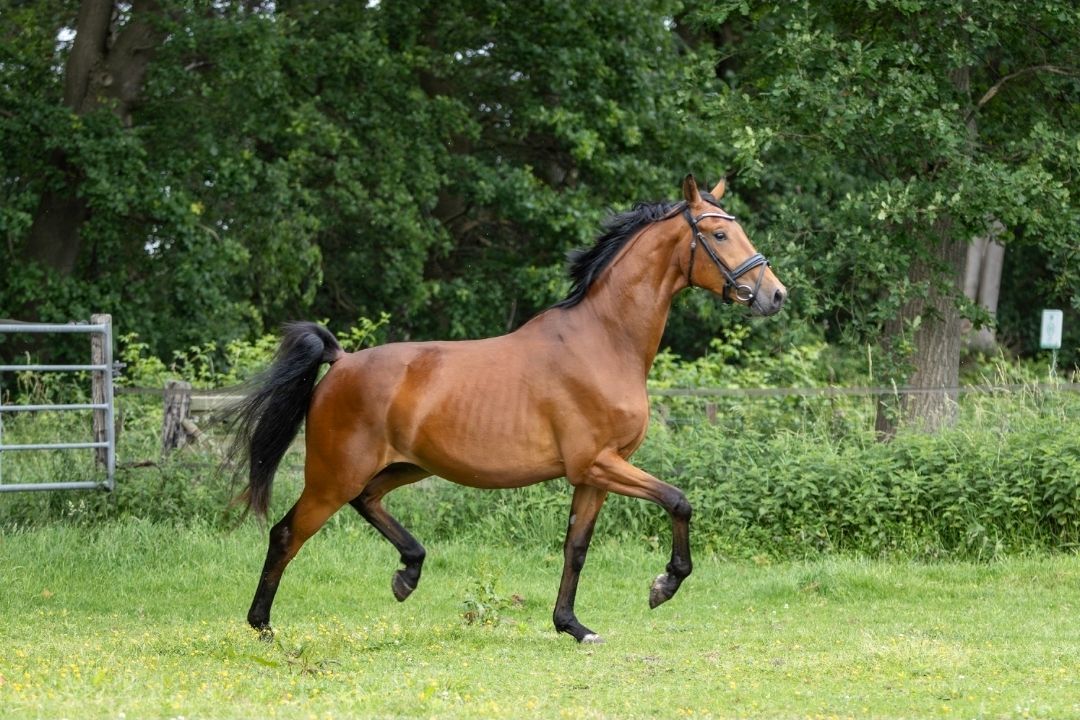 kwpn dressuurpaard ruin 3 jaar bruin te koop - Hoofdfoto