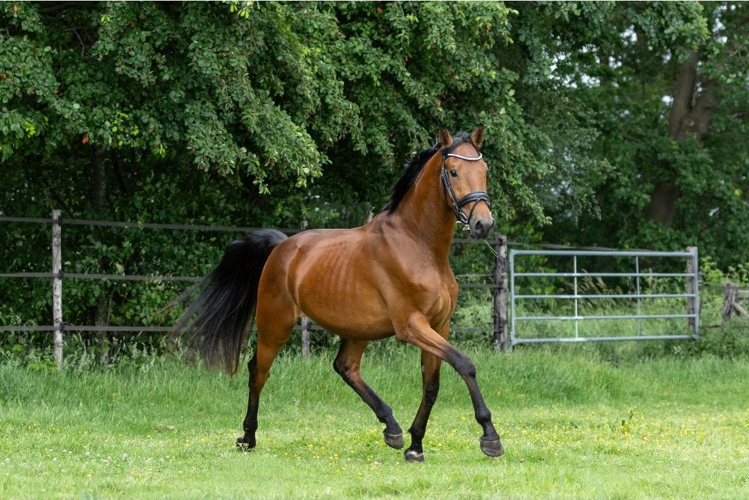 kwpn dressuurpaard ruin 3 jaar bruin te koop - Foto 2
