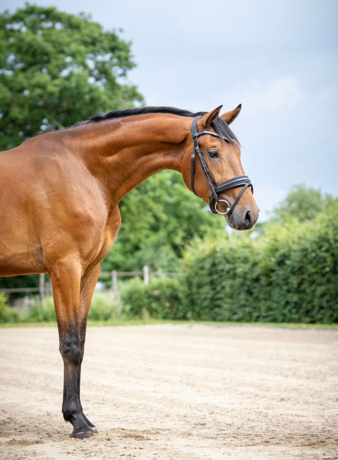 kwpn dressuurpaard ruin 3 jaar bruin te koop - Foto 3