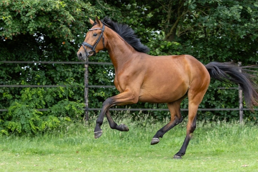 kwpn dressuurpaard ruin 3 jaar bruin te koop - Foto 5