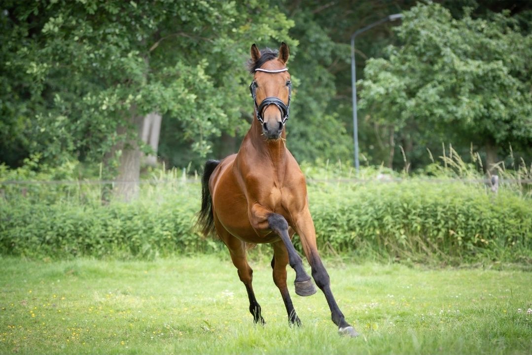 kwpn dressuurpaard ruin 3 jaar bruin te koop - Foto 6
