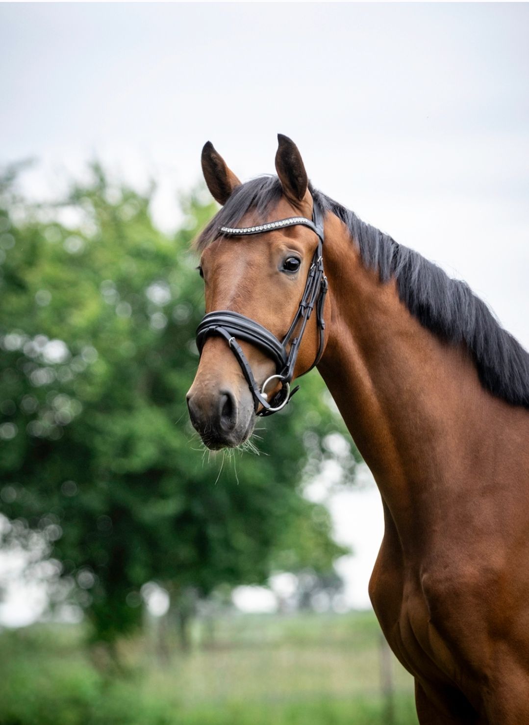 kwpn dressuurpaard ruin 3 jaar bruin te koop - Foto 4