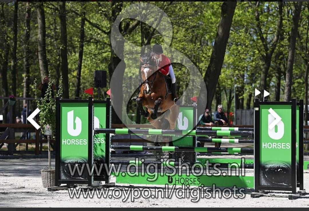 kwpn springpaard ruin 11 år bruin till salu - Foto 2