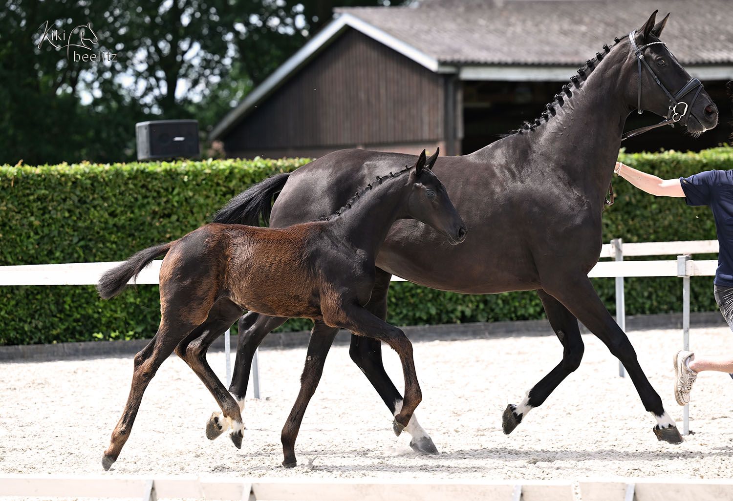 Nea Bellissima – Elite Foal with Outstanding Dressage Pedigree