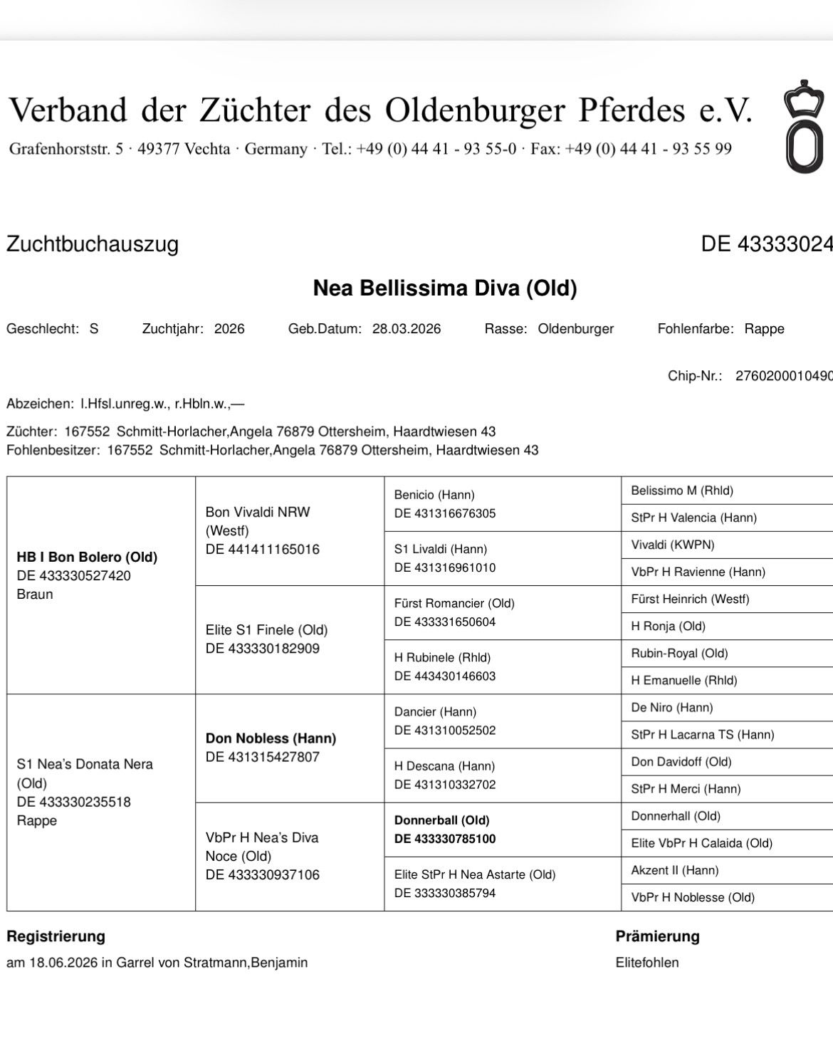 oldenburg dressuurpaard merrie 1 år zwart till salu - Foto 2