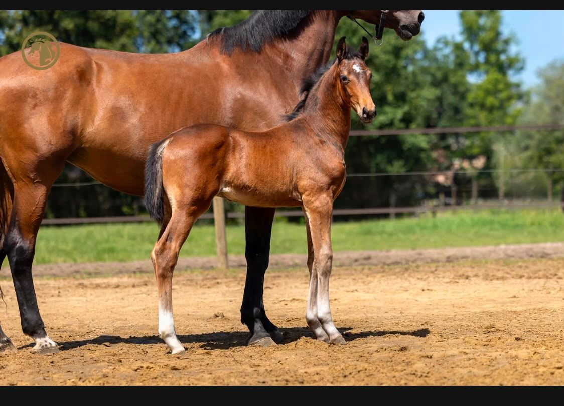 Colt Sarai L X Toto JR from the Murona damline