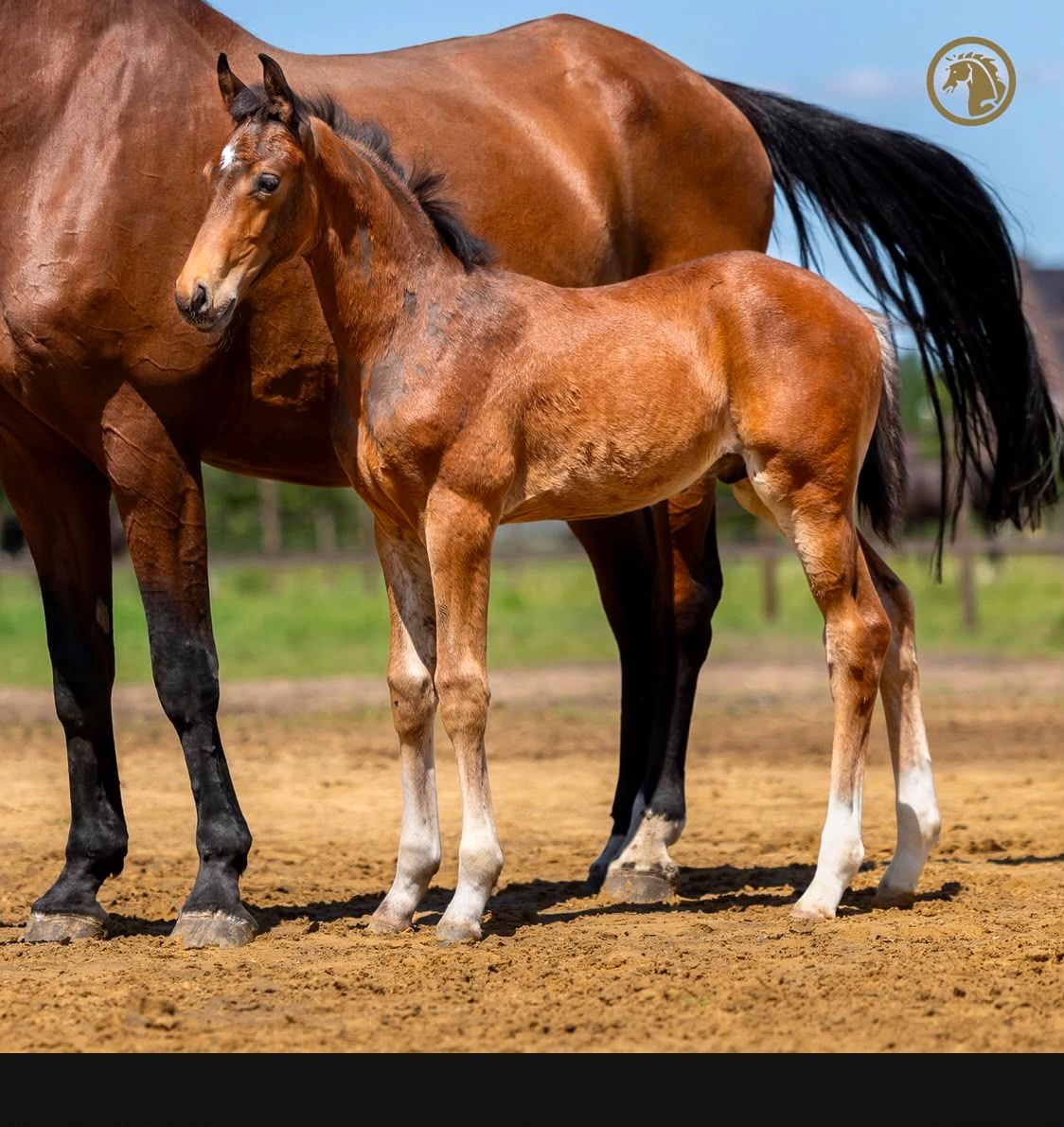 kwpn dressuurpaard hengst 0 ans bruin à vendre - Photo 2