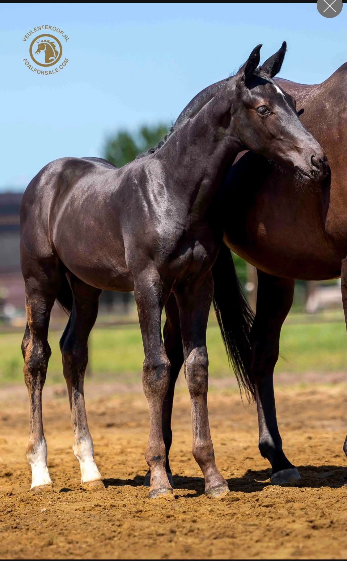 Colt Obsession Taonga x BH Zackery