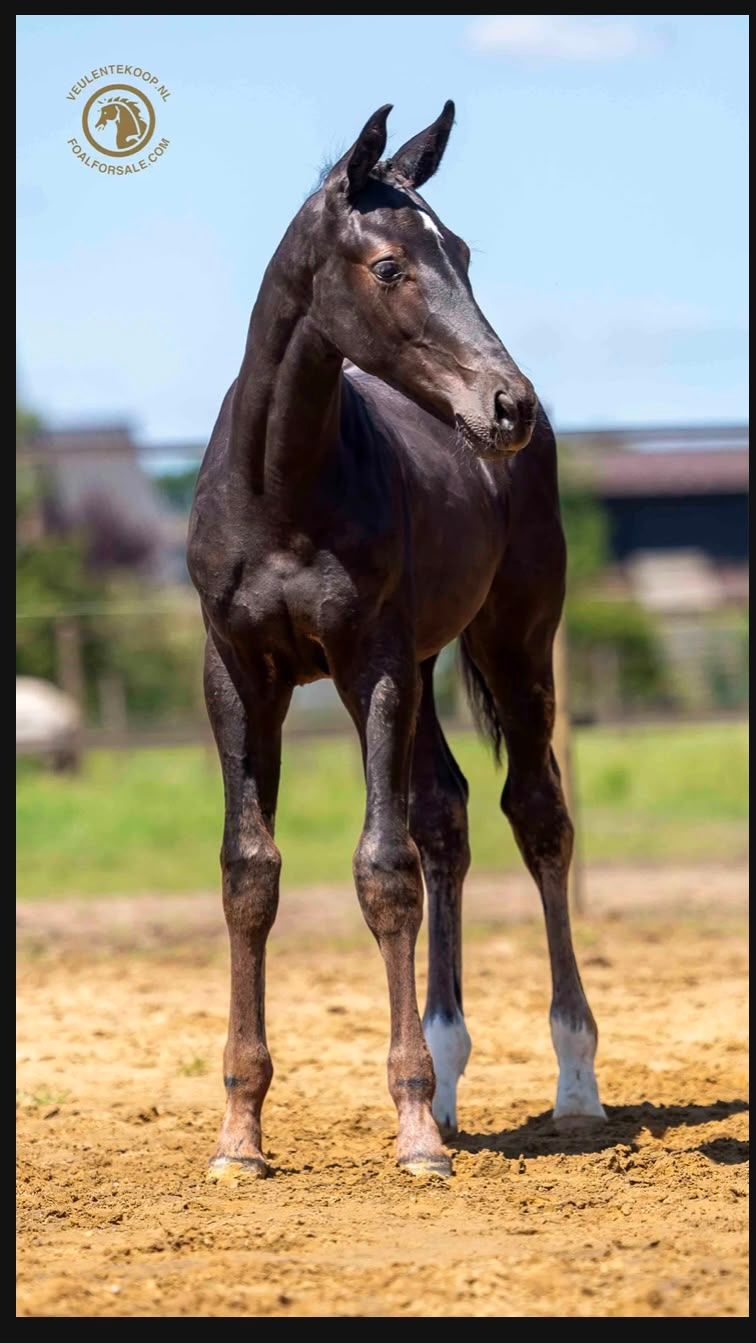 kwpn dressuurpaard hengst 0 ans zwart à vendre - Photo 2