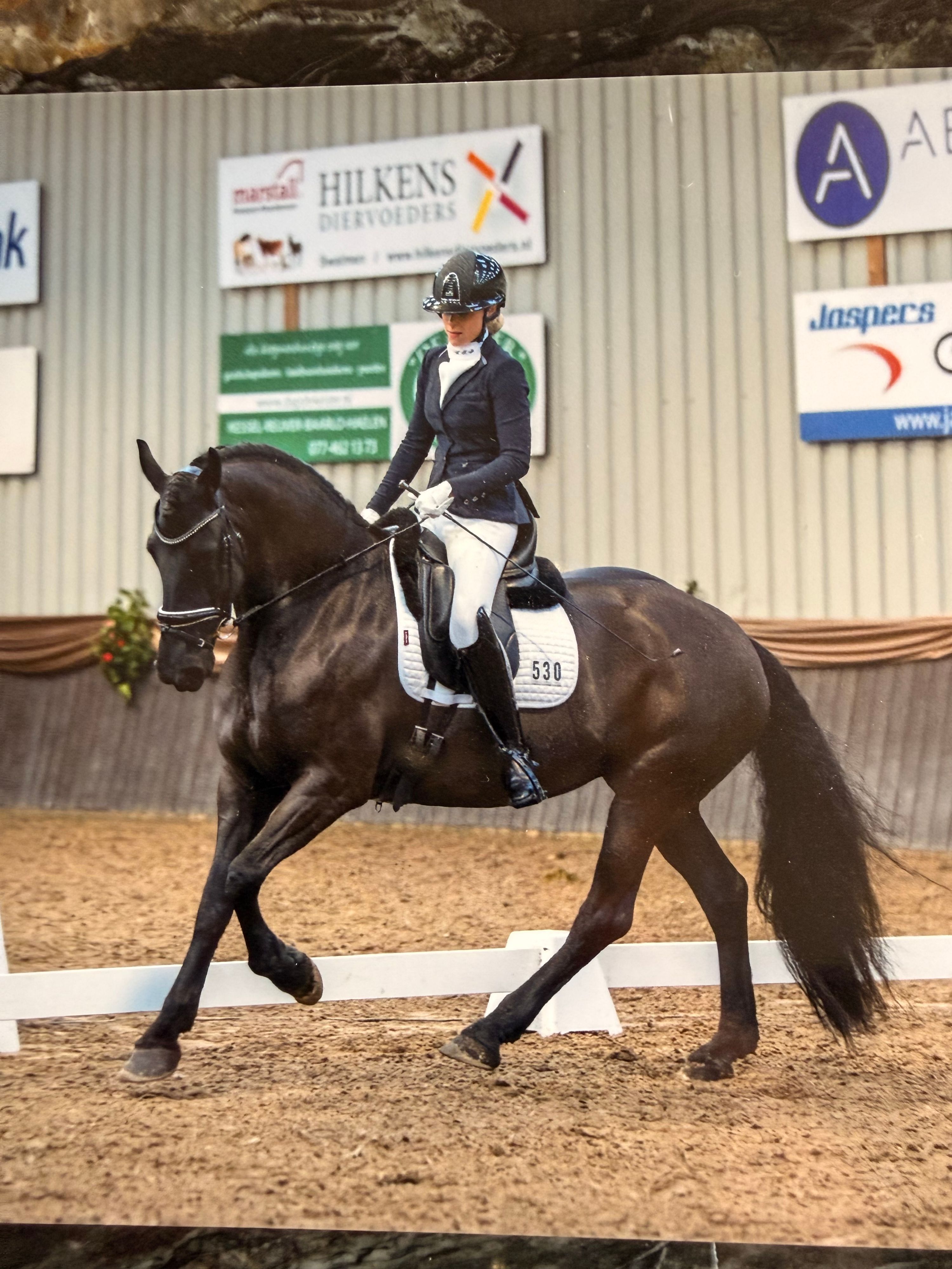 Elegant 6-year-old Mare
