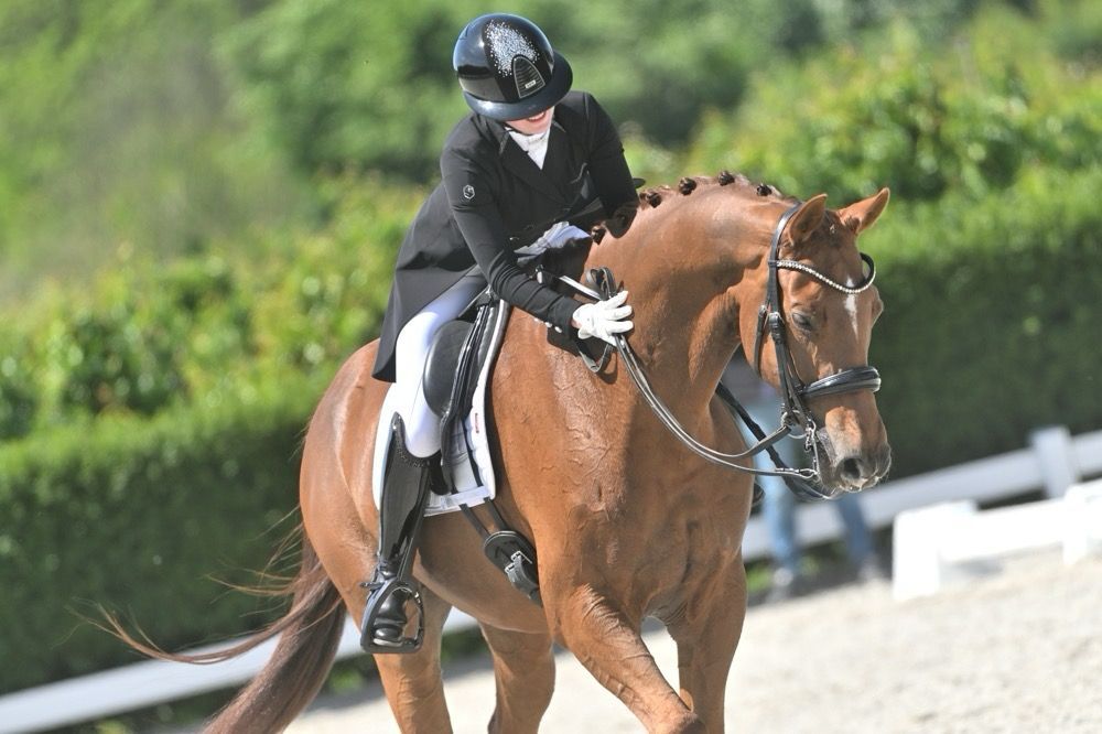 kwpn dressuurpaard ruin 9 Jahre alt vos zu verkaufen - Foto 2