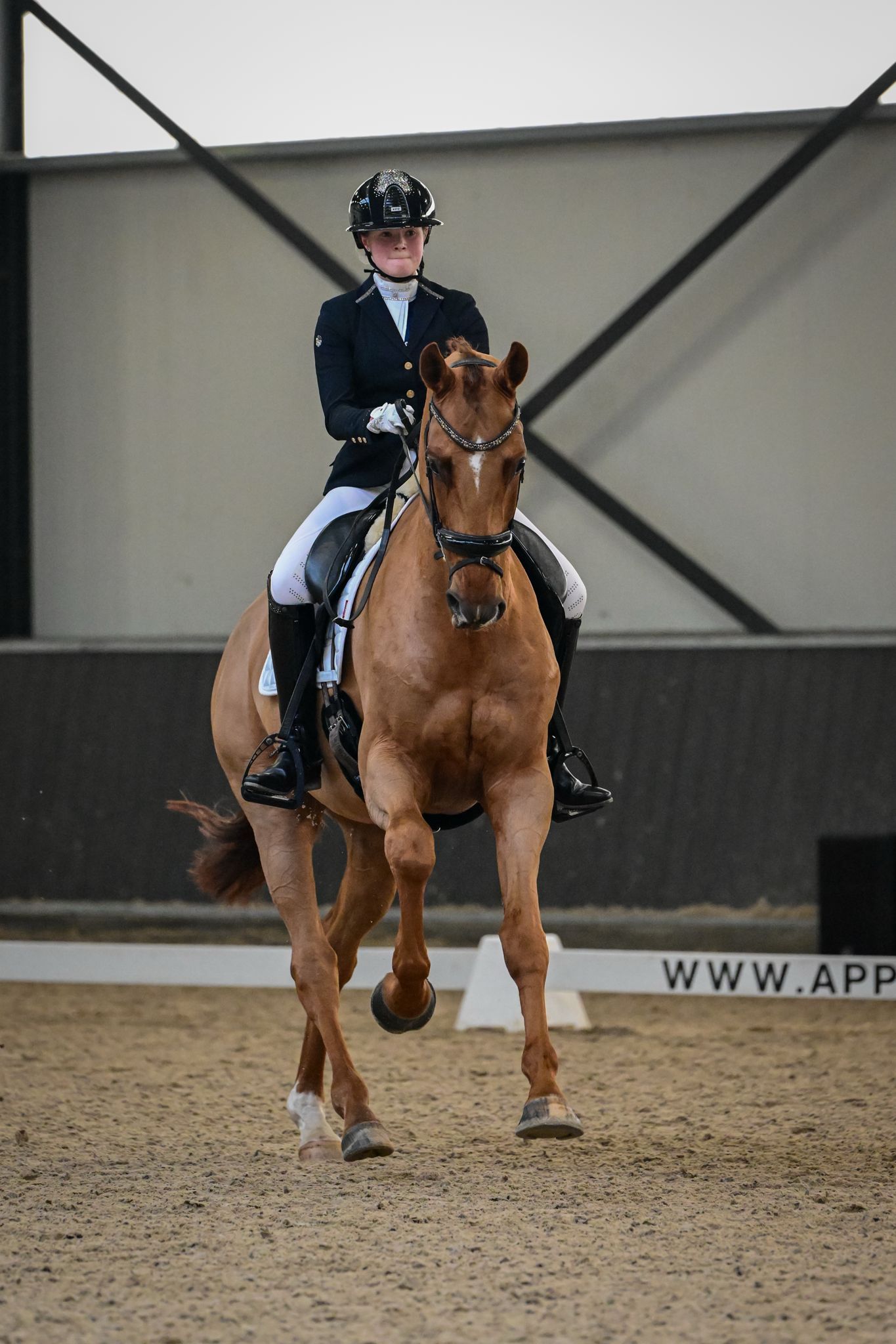 kwpn dressuurpaard ruin 9 Jahre alt vos zu verkaufen - Foto 6