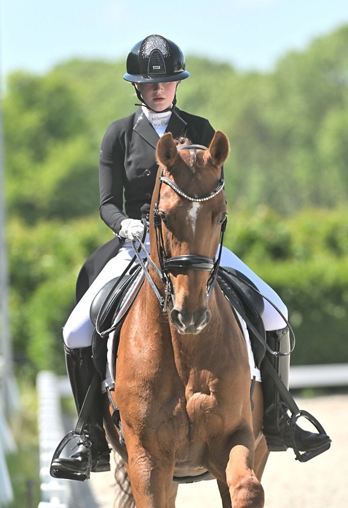 kwpn dressuurpaard ruin 9 Jahre alt vos zu verkaufen - Foto 3