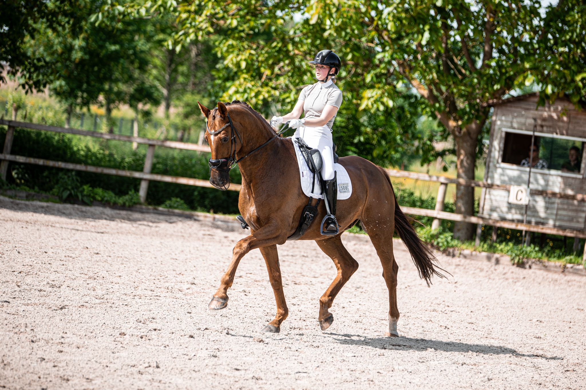 kwpn dressuurpaard ruin 9 Jahre alt vos zu verkaufen - Foto 4