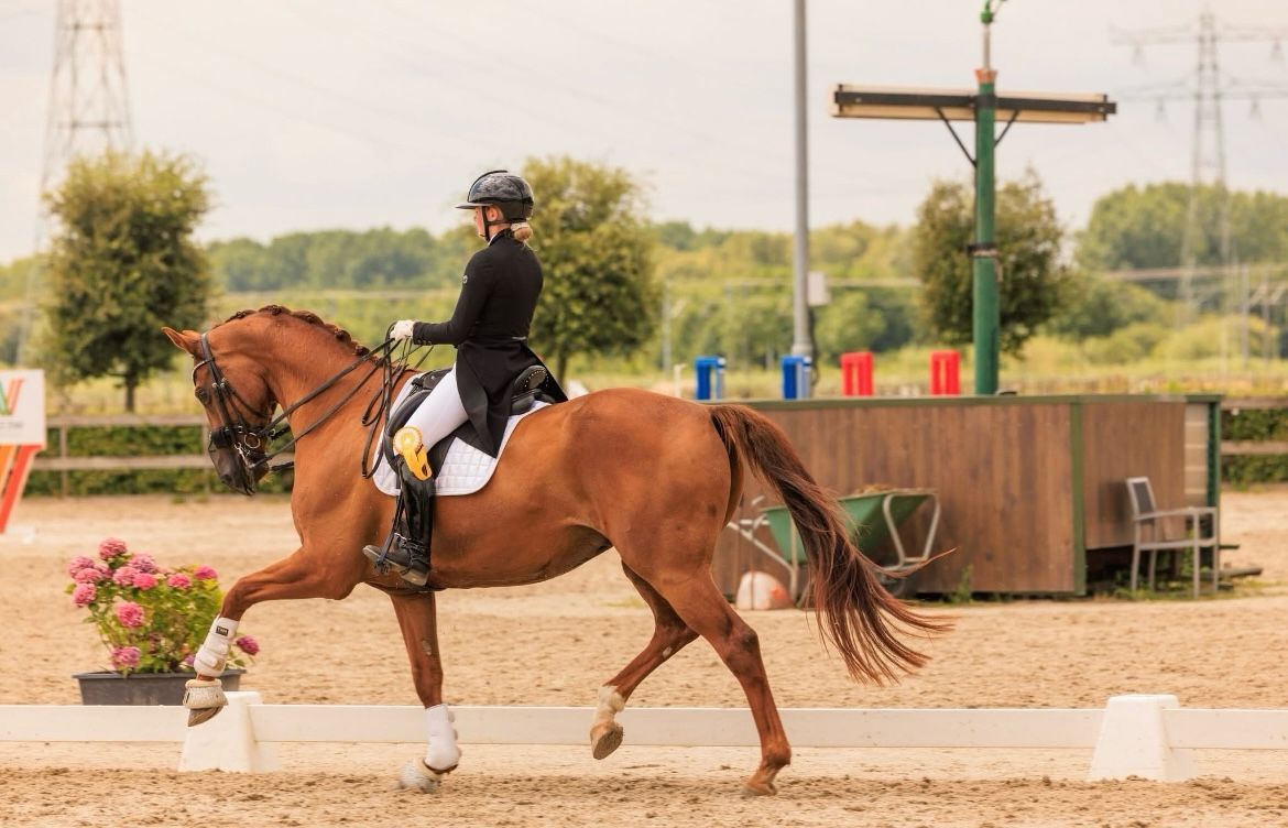 kwpn dressuurpaard ruin 9 Jahre alt vos zu verkaufen - Foto 5