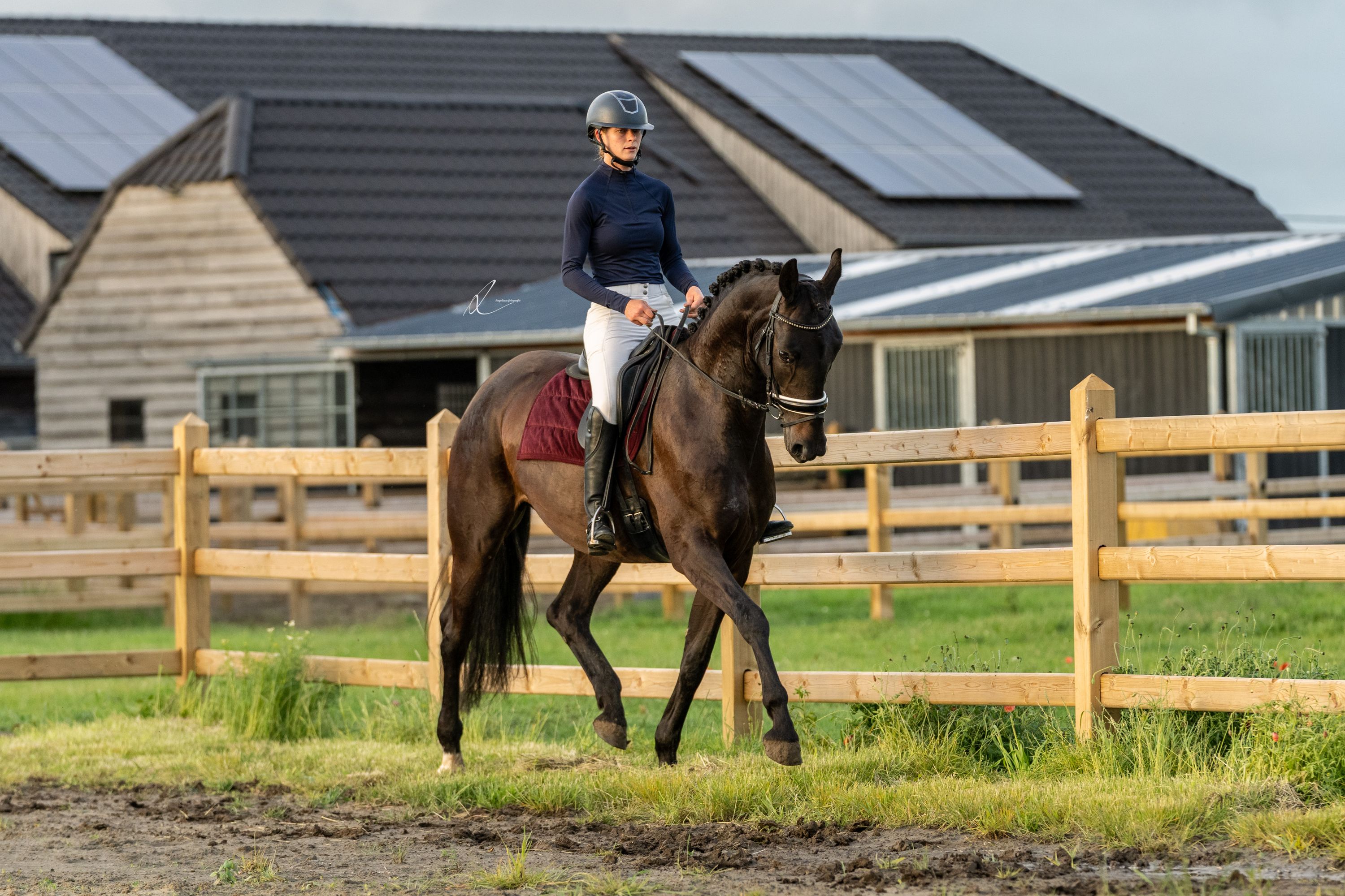 kwpn dressuurpaard merrie 5 jaar donkerbruin te koop - Foto 2