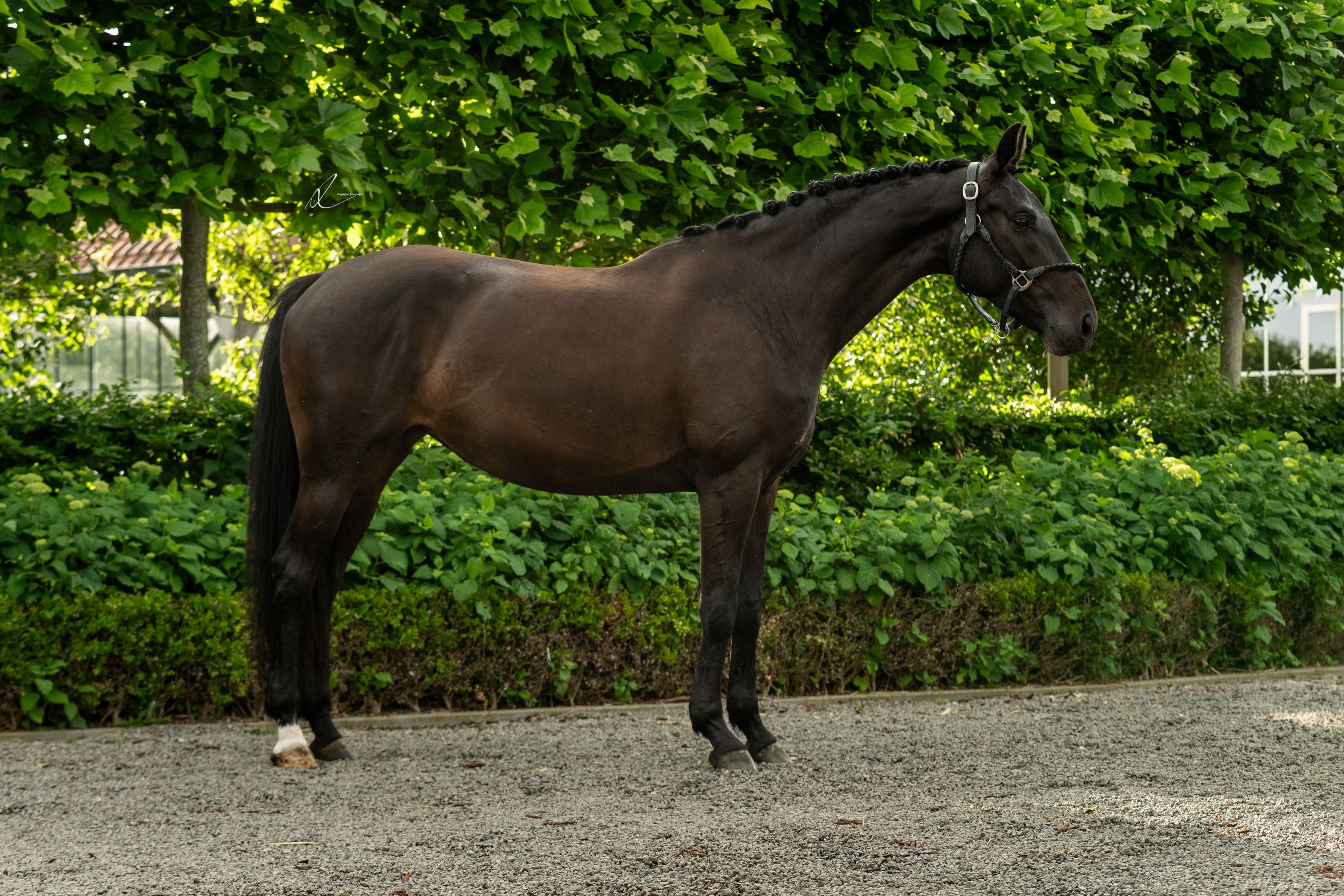kwpn dressuurpaard merrie 5 jaar donkerbruin te koop - Hoofdfoto