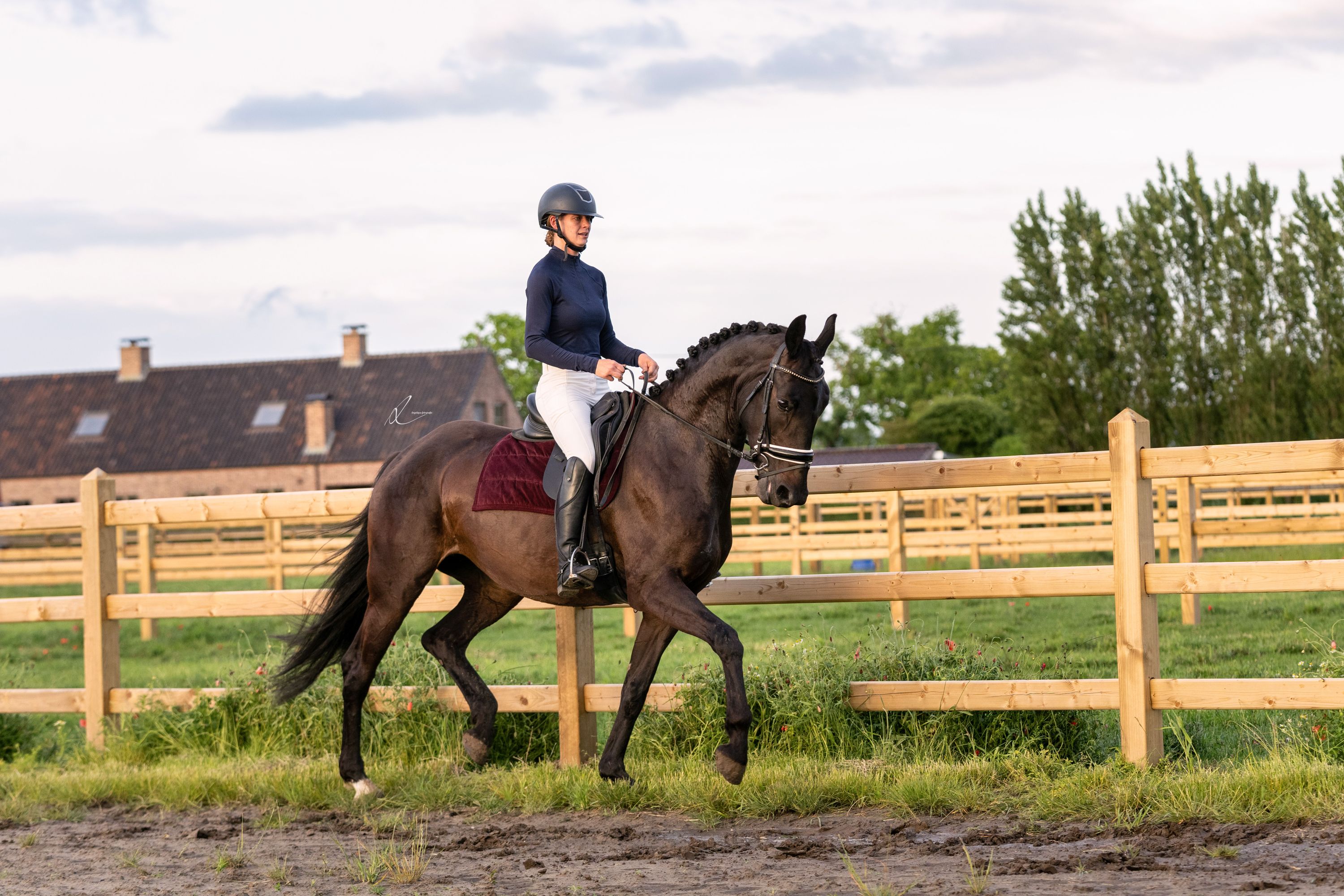 kwpn dressuurpaard merrie 5 jaar donkerbruin te koop - Foto 4